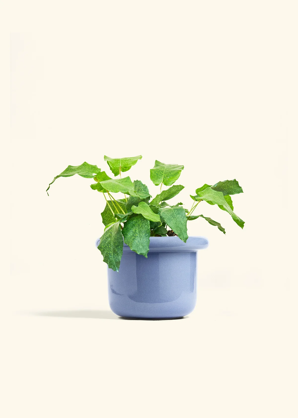 Calathea musaica, Medium - Image 8