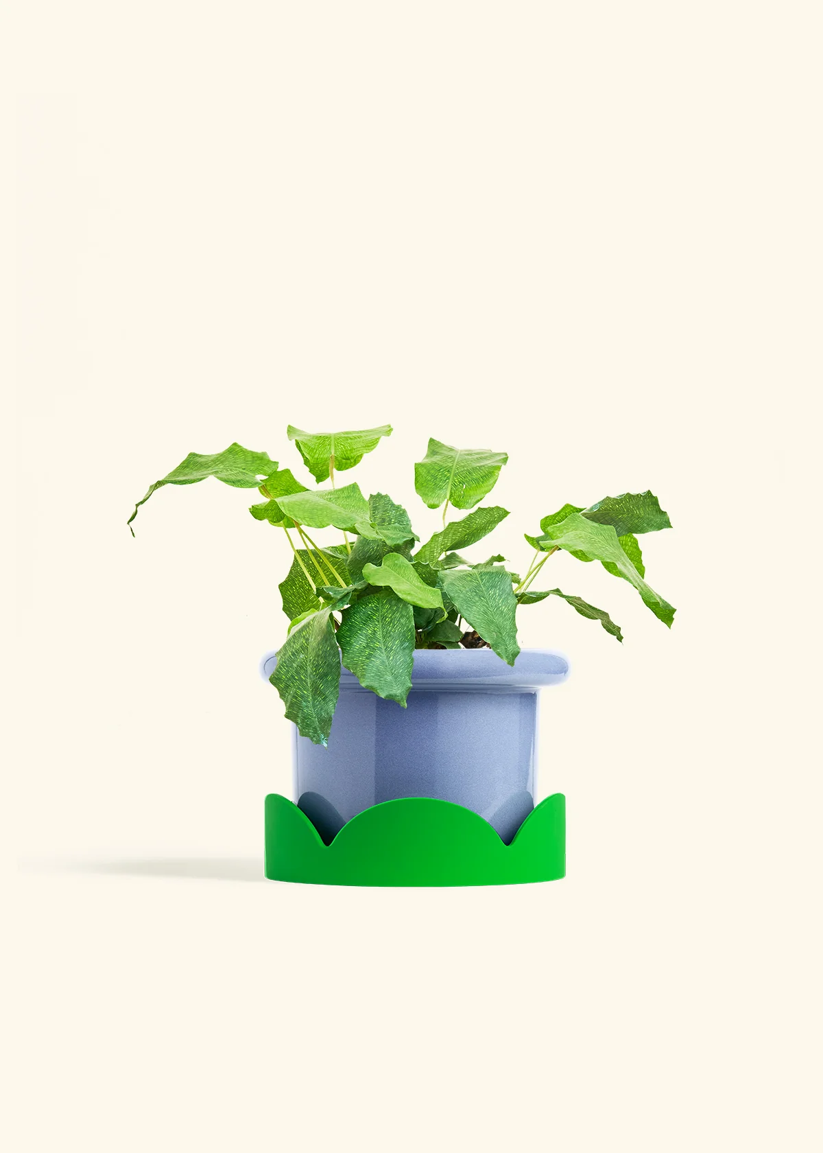 Calathea musaica, Medium - Image 9