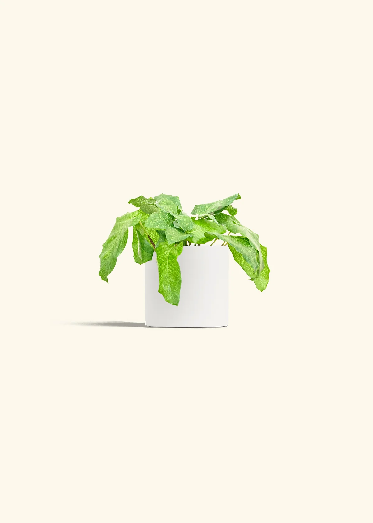Calathea musaica, Small - Image 4