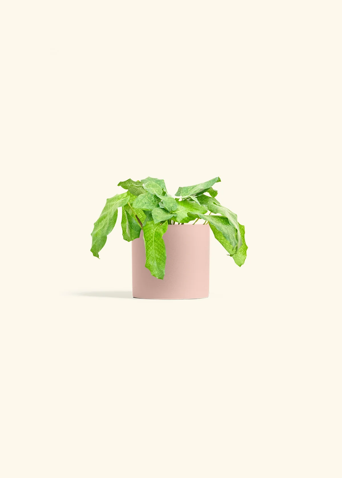 Calathea musaica, Small - Image 5