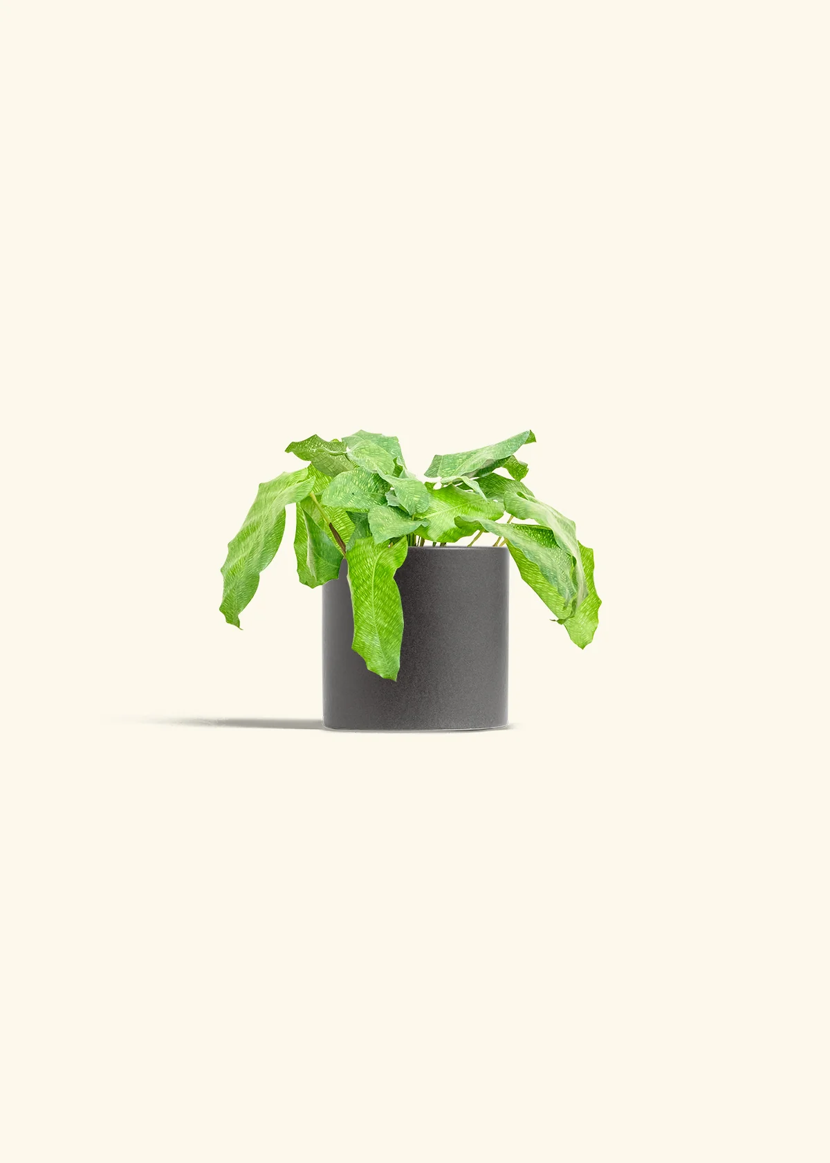 Calathea musaica, Small - Image 6