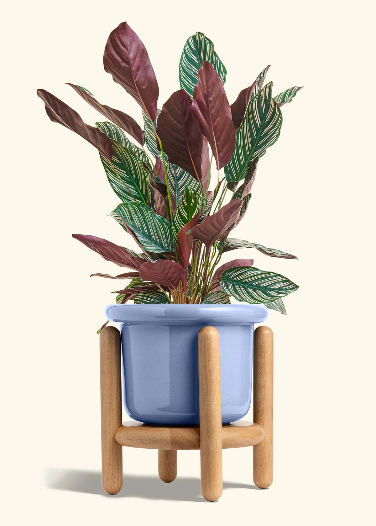 Calathea 'Pinstripe', Large - Image 10