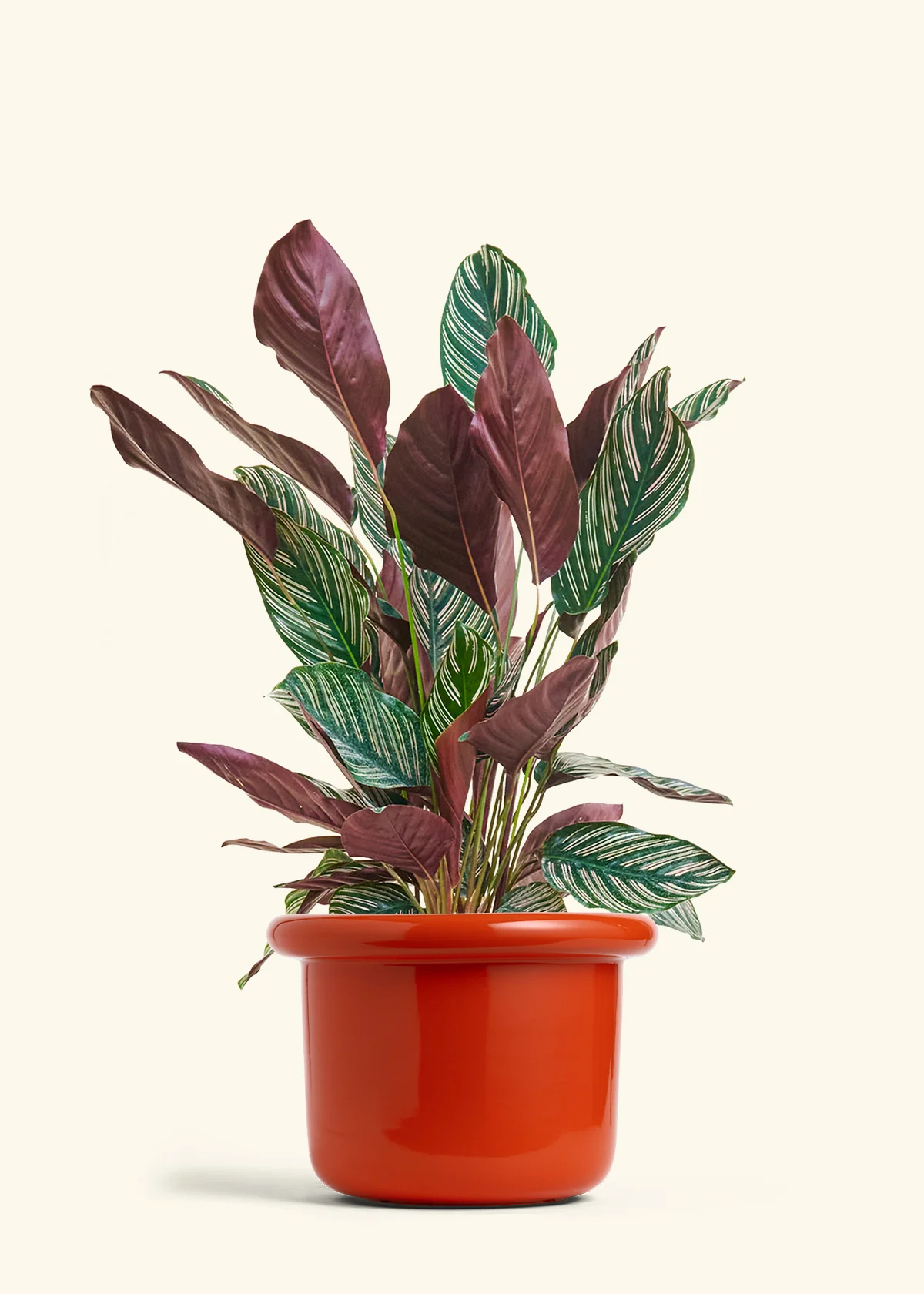 Calathea 'Pinstripe', Large - Image 11
