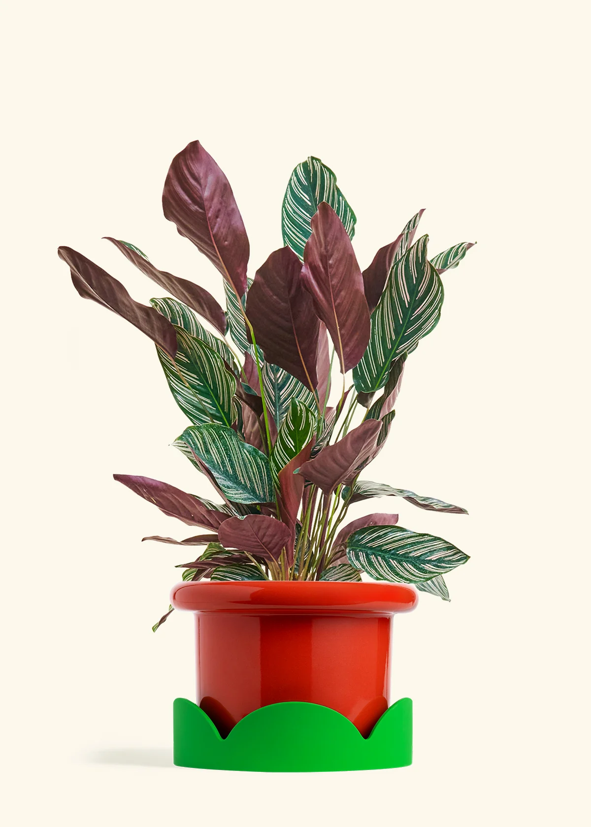 Calathea 'Pinstripe', Large - Image 12