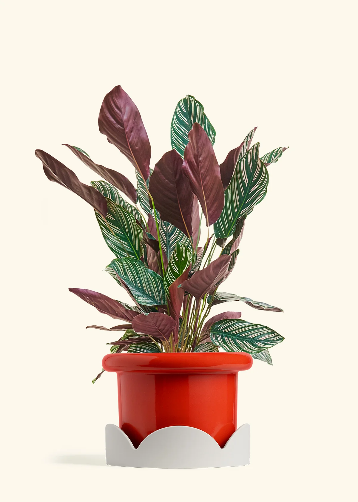 Calathea 'Pinstripe', Large - Image 13