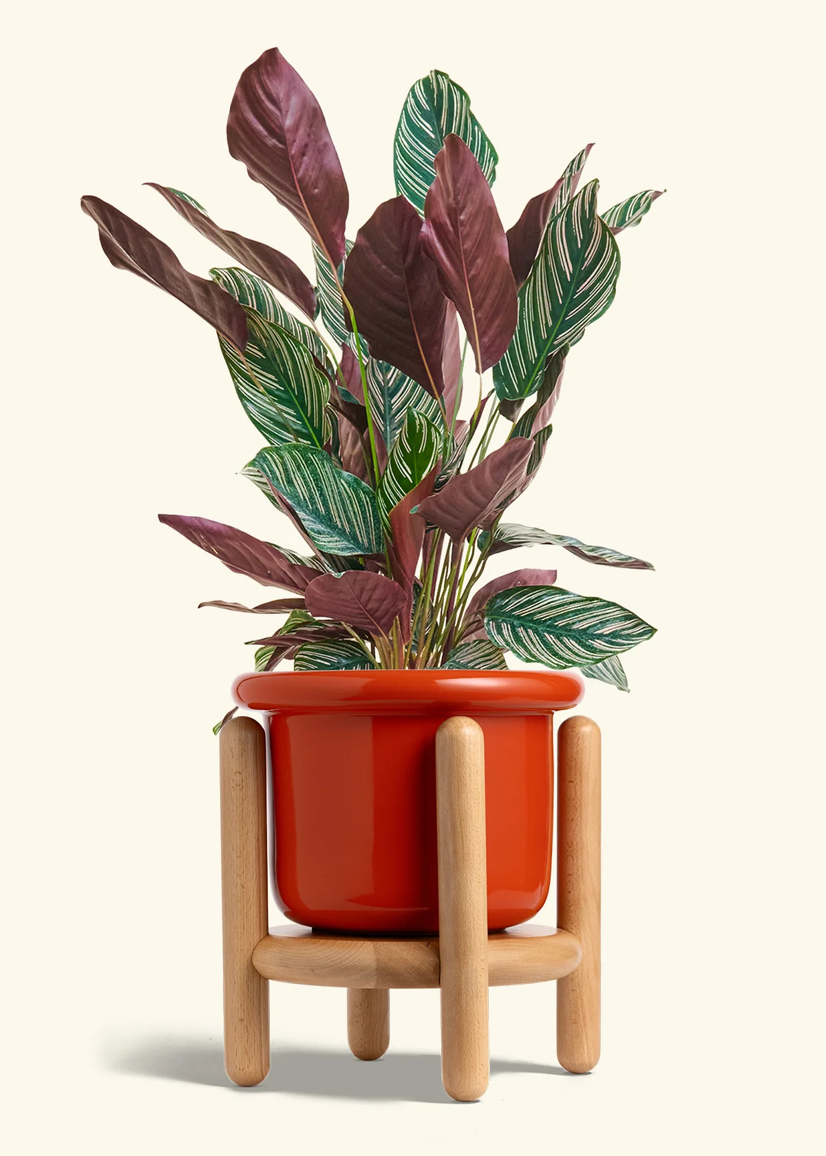 Calathea 'Pinstripe', Large - Image 14
