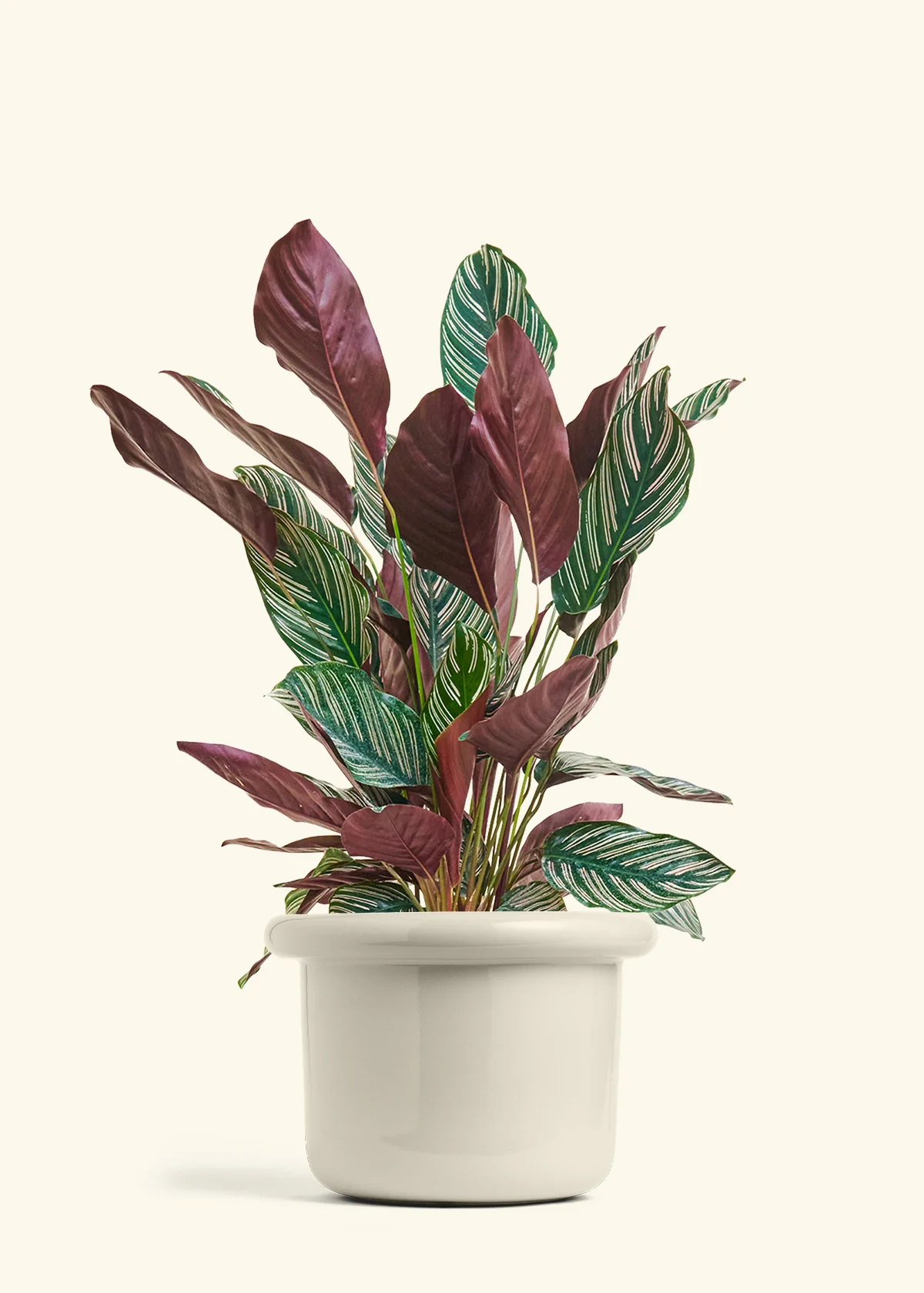 Calathea 'Pinstripe', Large - Image 15