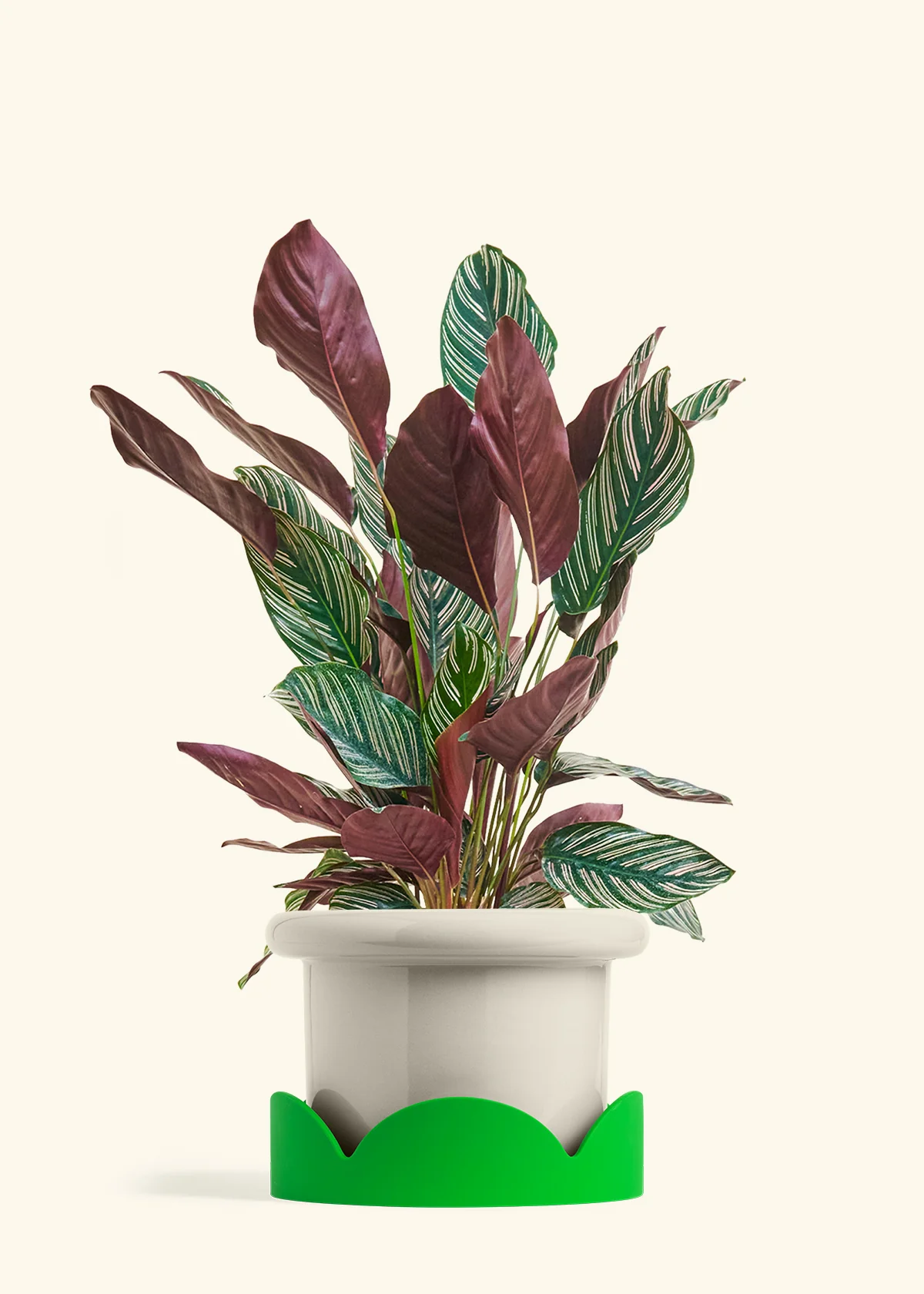 Calathea 'Pinstripe', Large - Image 16