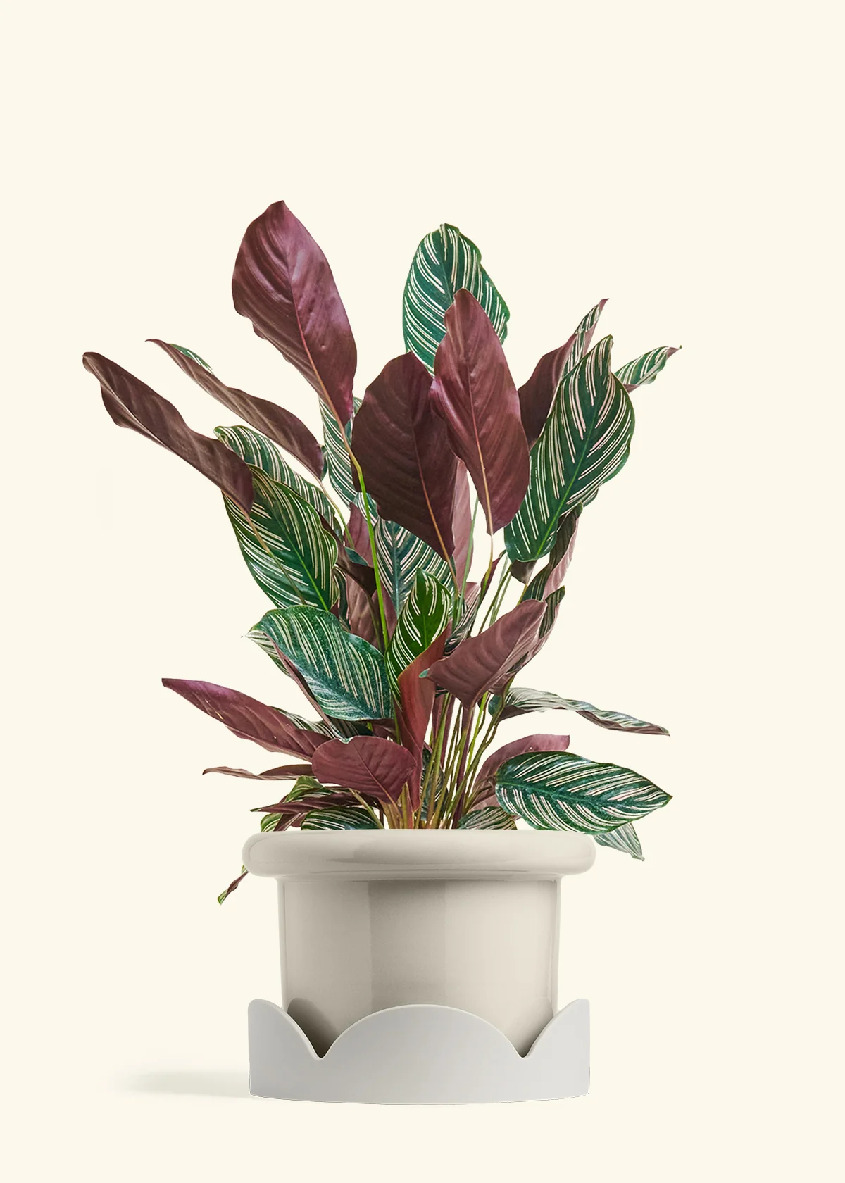 Calathea 'Pinstripe', Large - Image 17