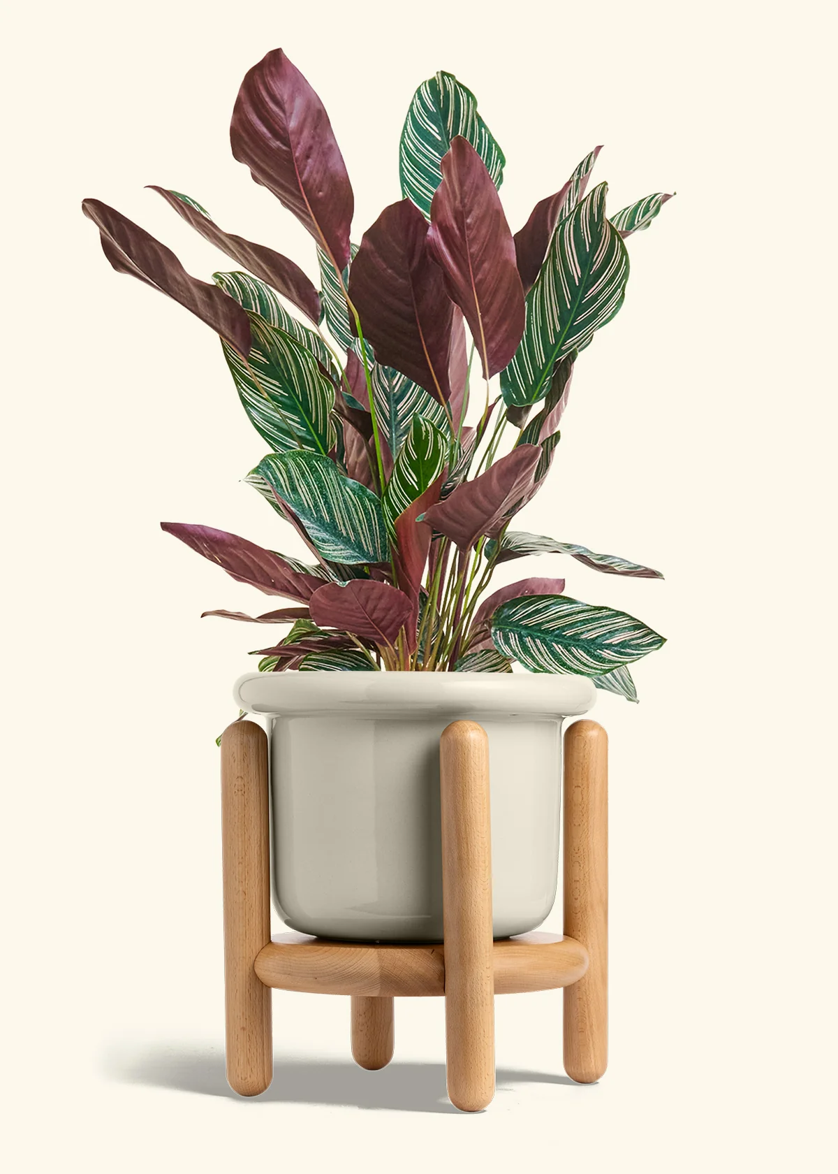 Calathea 'Pinstripe', Large - Image 18