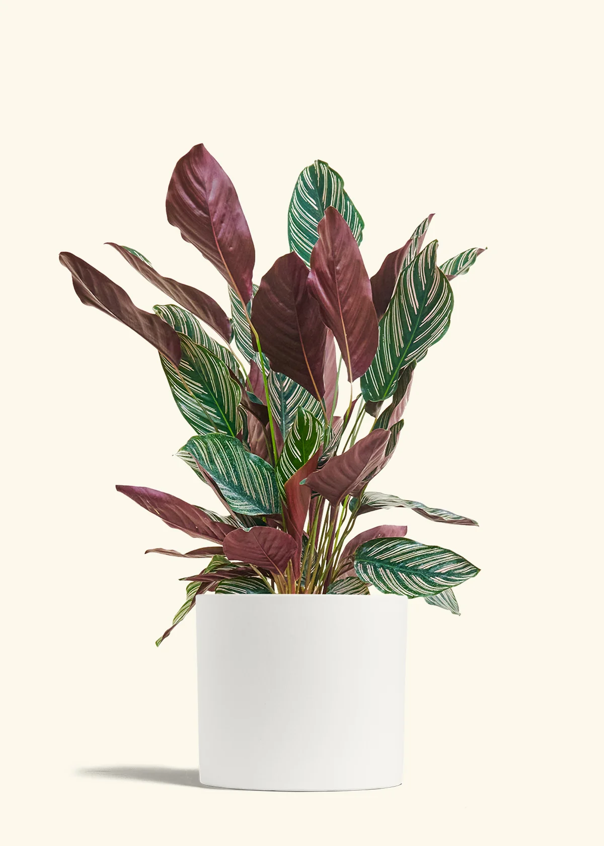 Calathea 'Pinstripe', Large - Image 19