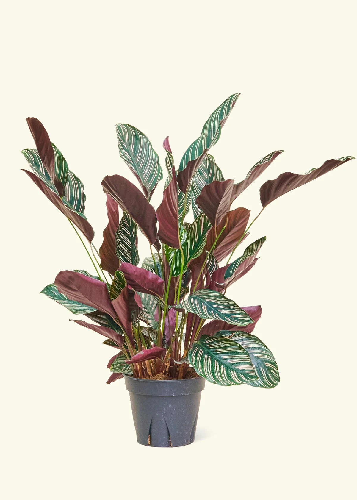 Calathea 'Pinstripe', Large - Image 2