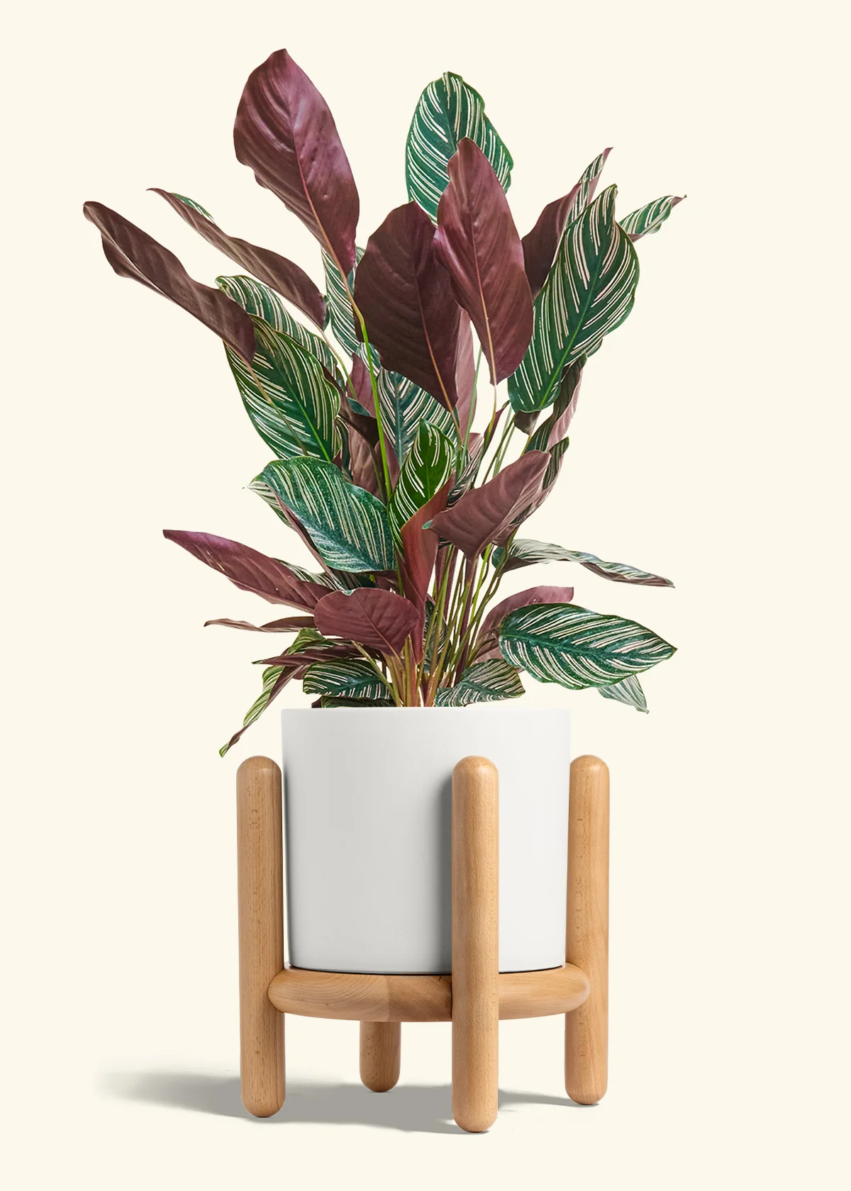 Calathea 'Pinstripe', Large - Image 22