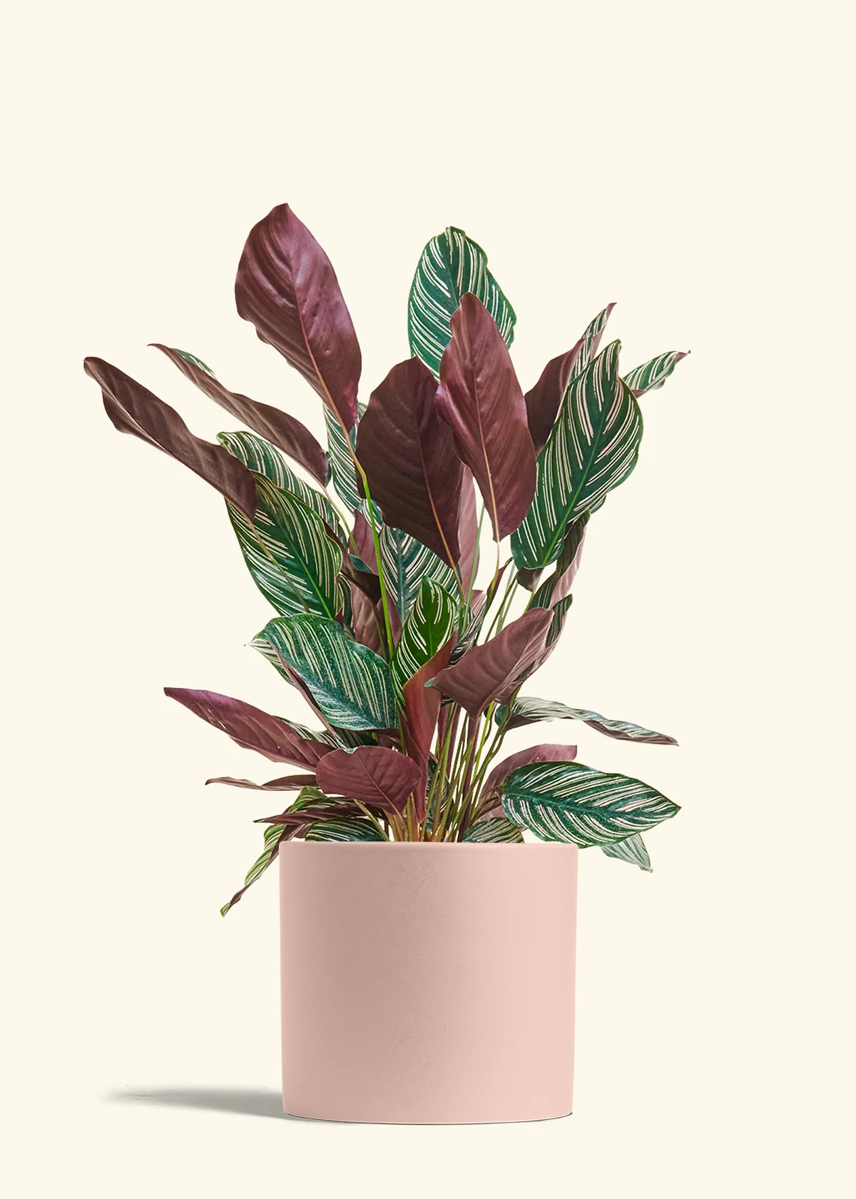 Calathea 'Pinstripe', Large - Image 23