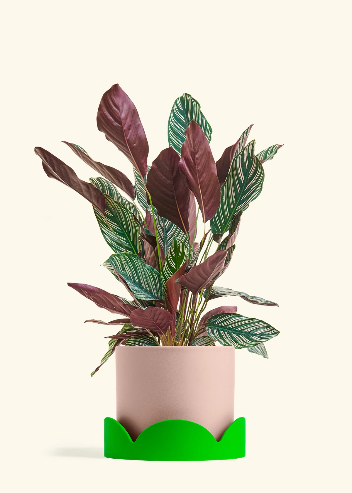 Calathea 'Pinstripe', Large - Image 24