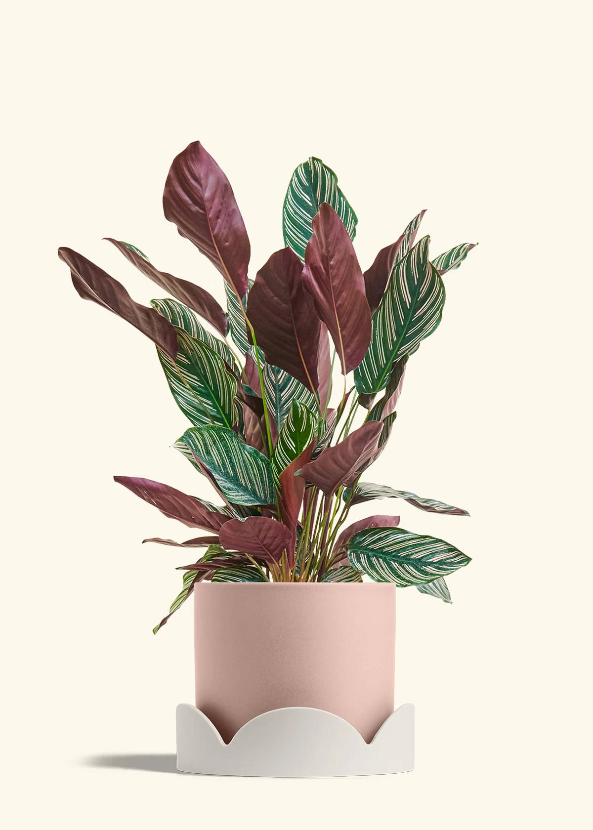 Calathea 'Pinstripe', Large - Image 25
