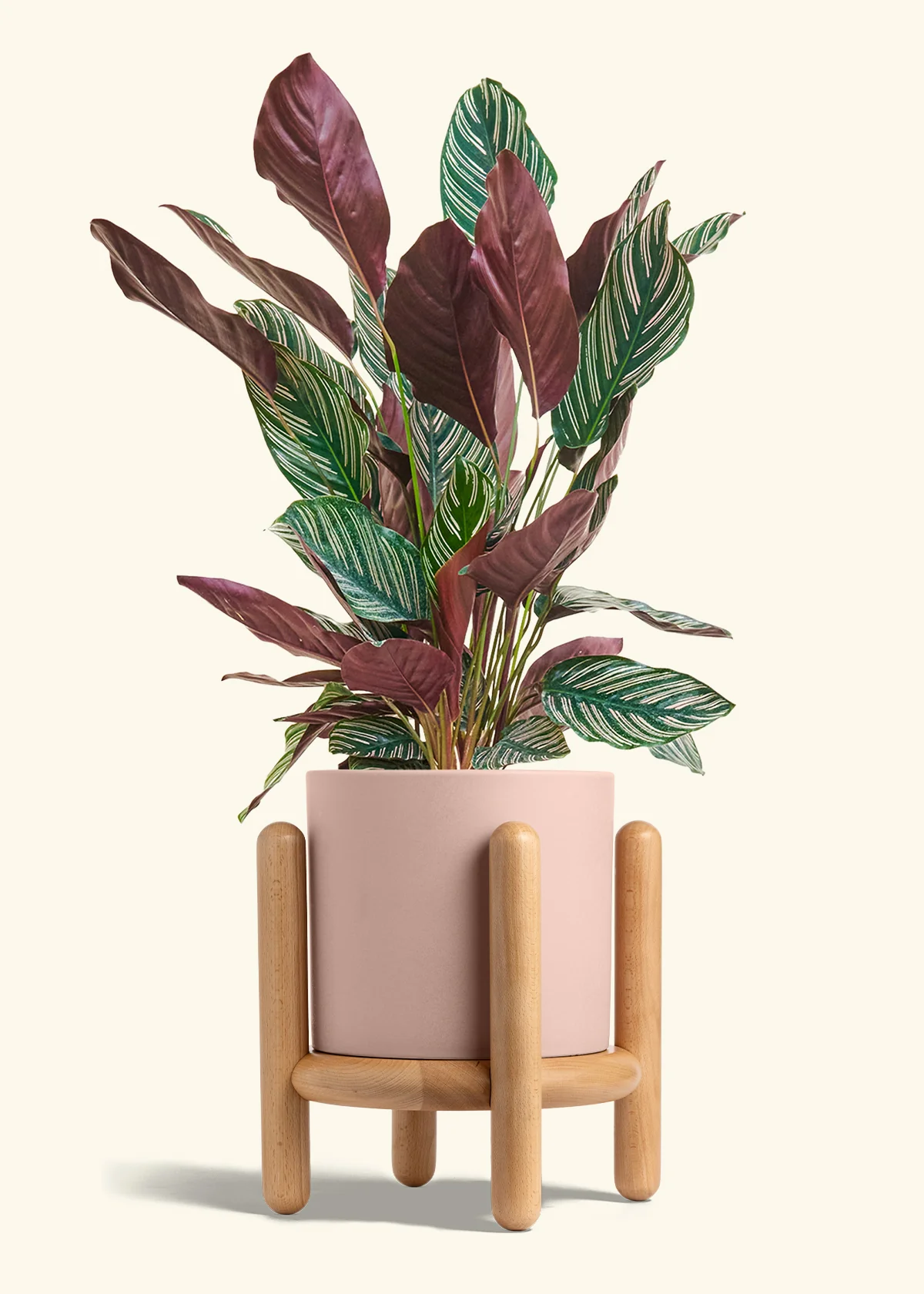 Calathea 'Pinstripe', Large - Image 26