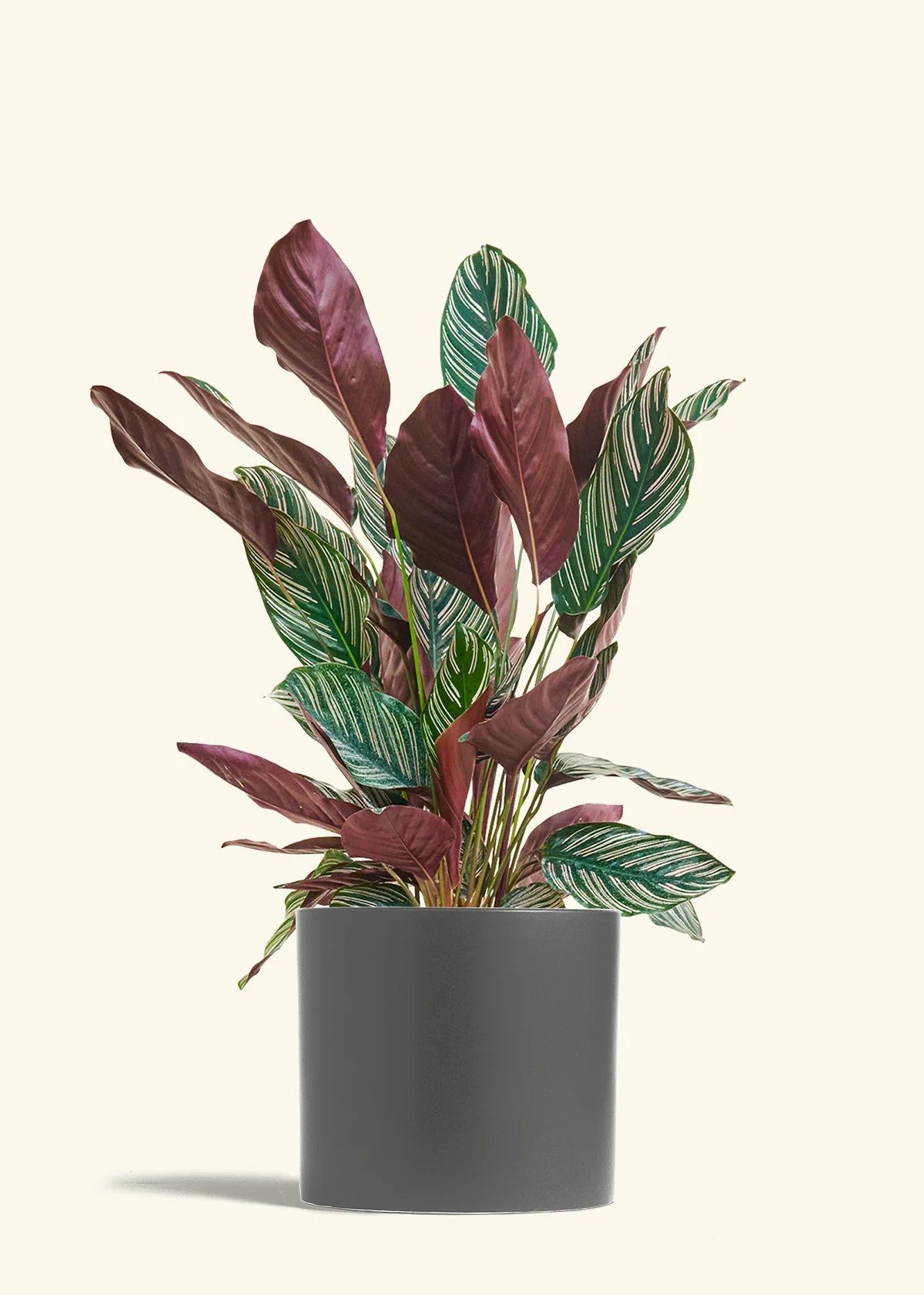 Calathea 'Pinstripe', Large - Image 27