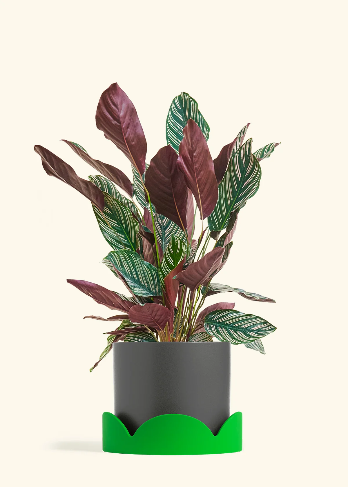 Calathea 'Pinstripe', Large - Image 28
