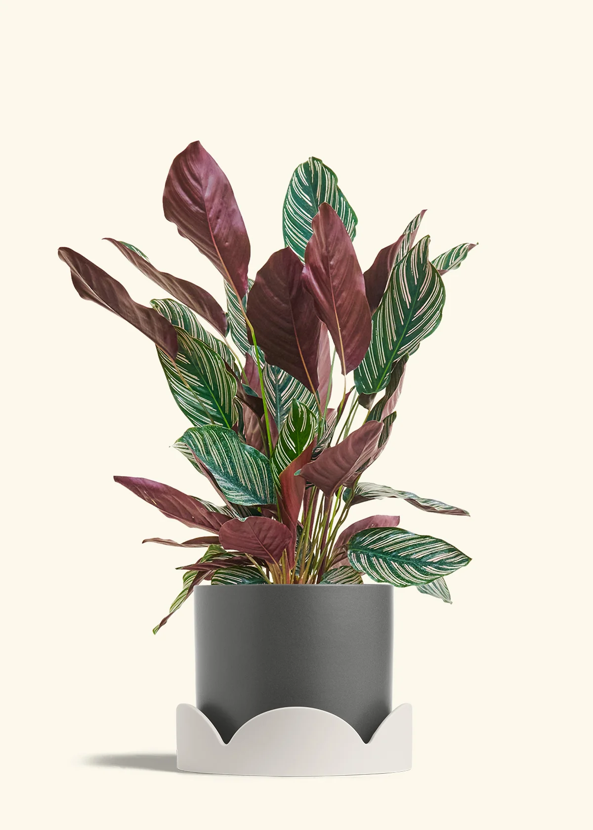 Calathea 'Pinstripe', Large - Image 29