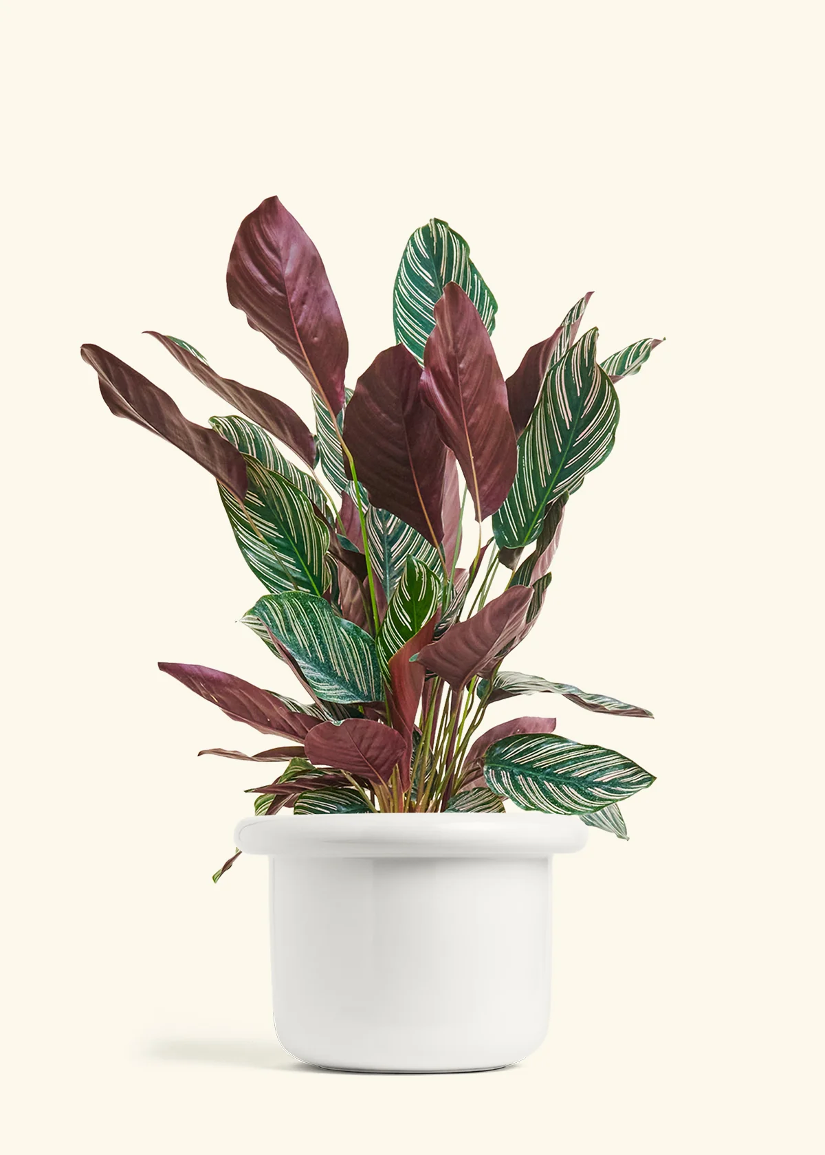 Calathea 'Pinstripe', Large - Image 3