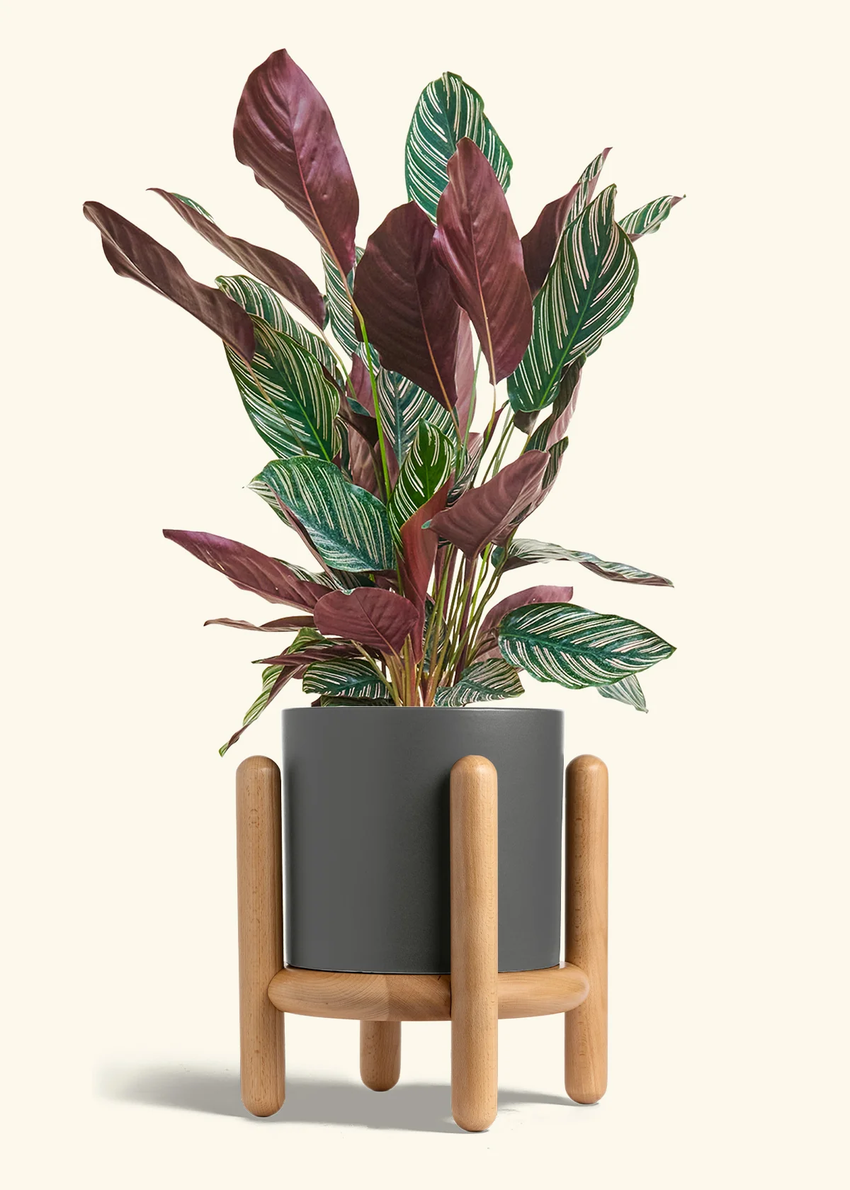 Calathea 'Pinstripe', Large - Image 30