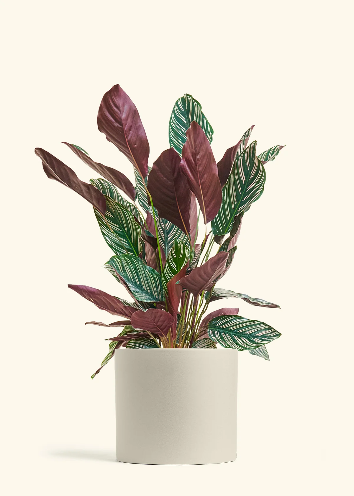 Calathea 'Pinstripe', Large - Image 31