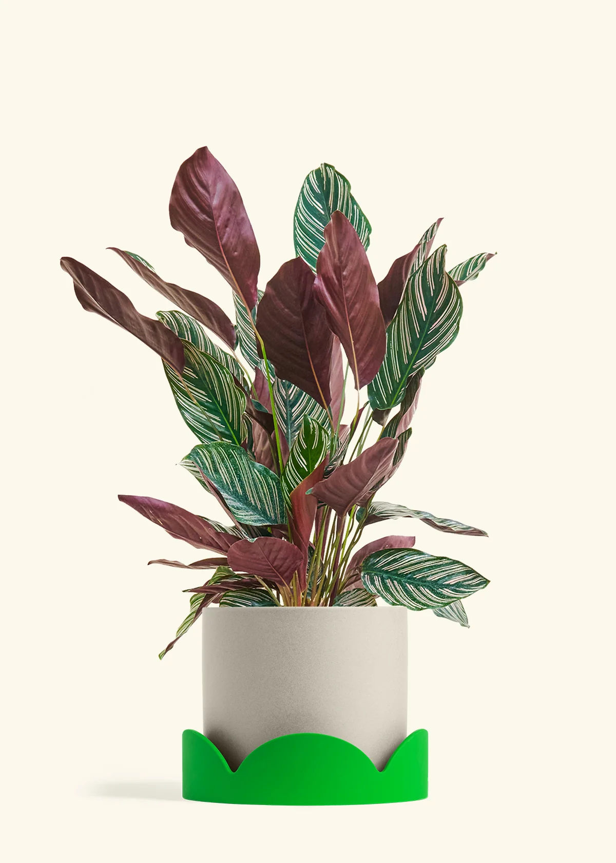 Calathea 'Pinstripe', Large - Image 32