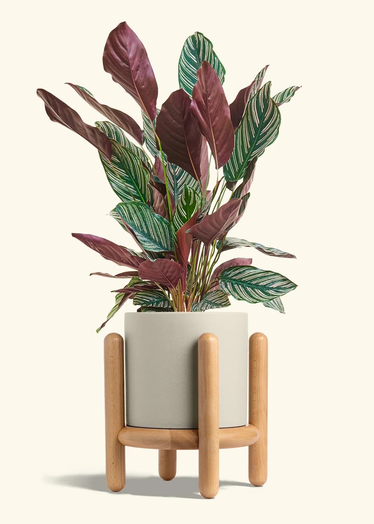Calathea 'Pinstripe', Large - Image 34