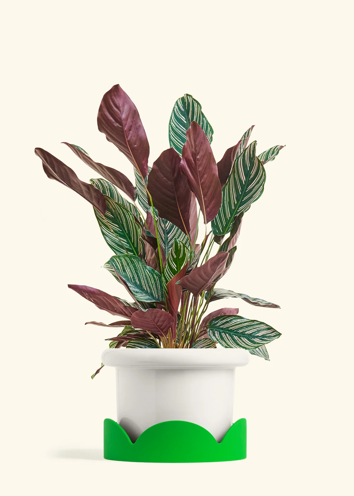 Calathea 'Pinstripe', Large - Image 4