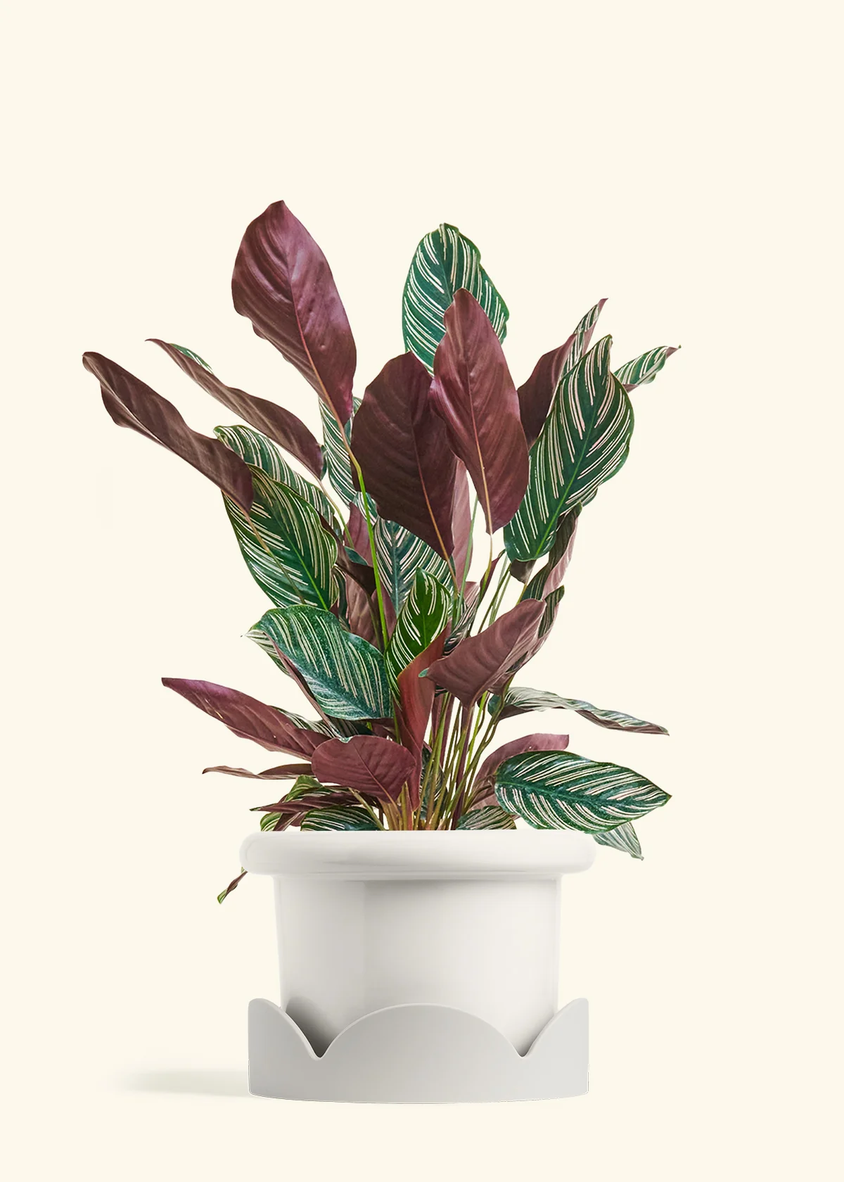Calathea 'Pinstripe', Large - Image 5
