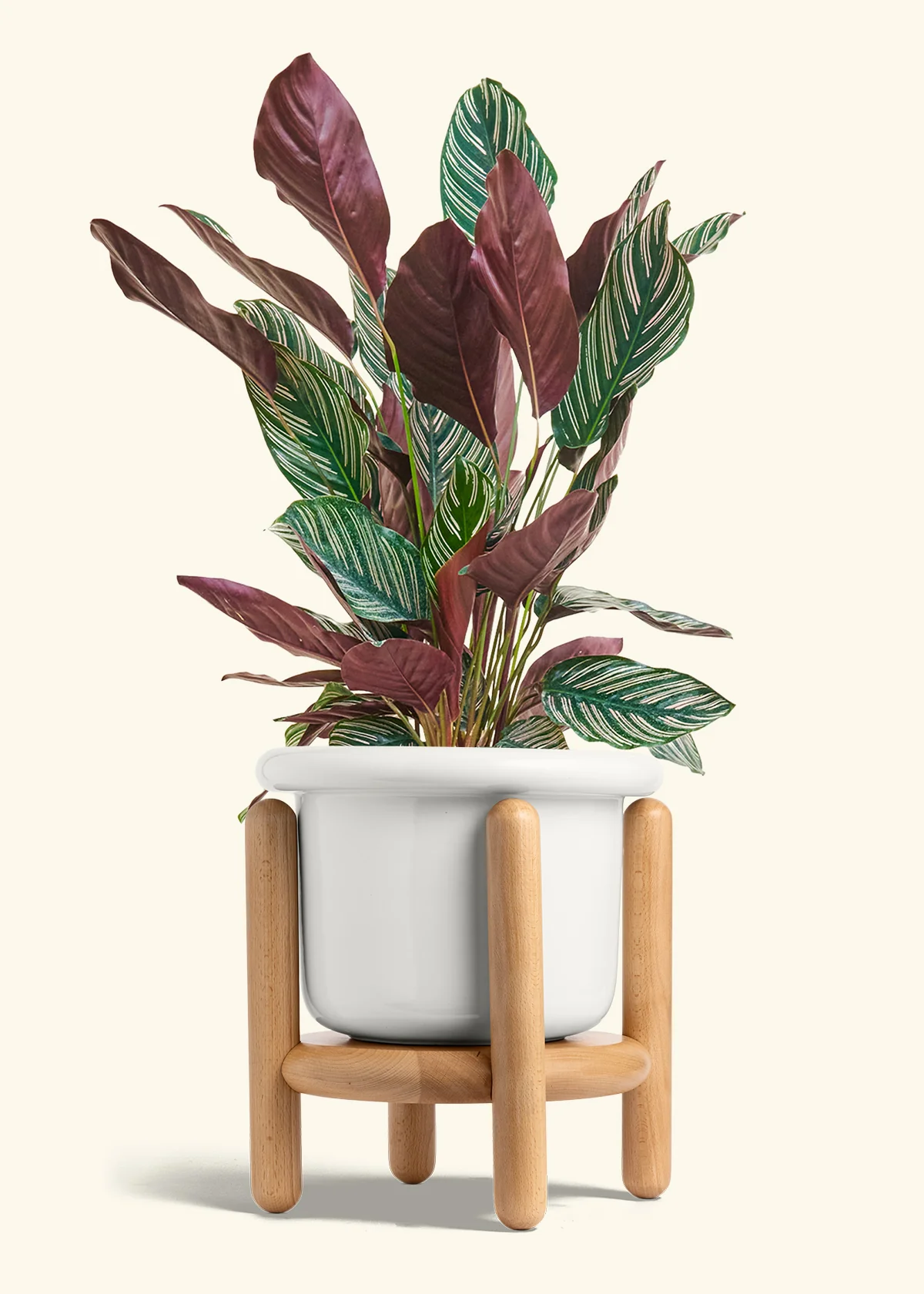 Calathea 'Pinstripe', Large - Image 6