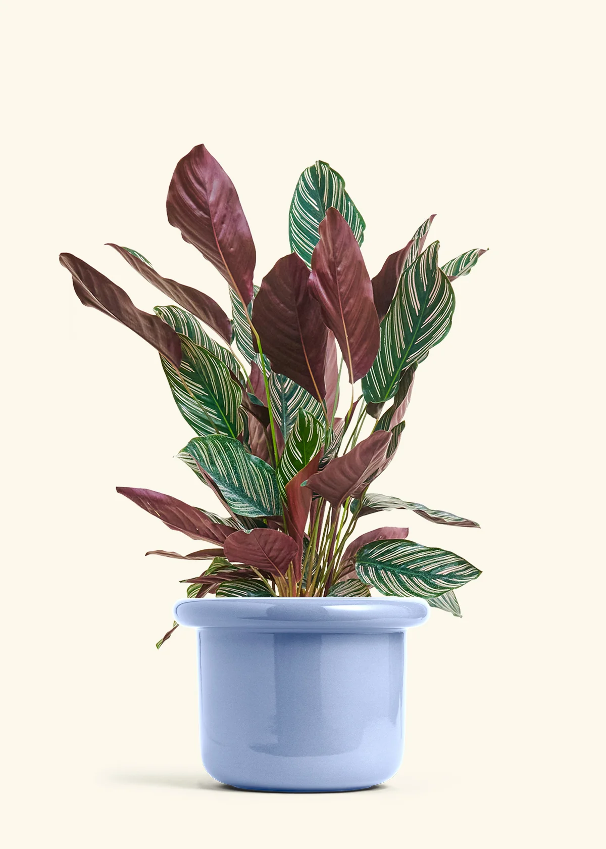 Calathea 'Pinstripe', Large - Image 7