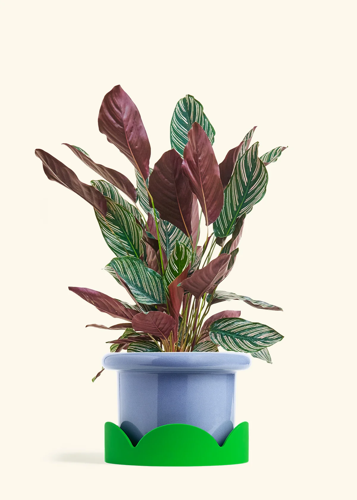 Calathea 'Pinstripe', Large - Image 8