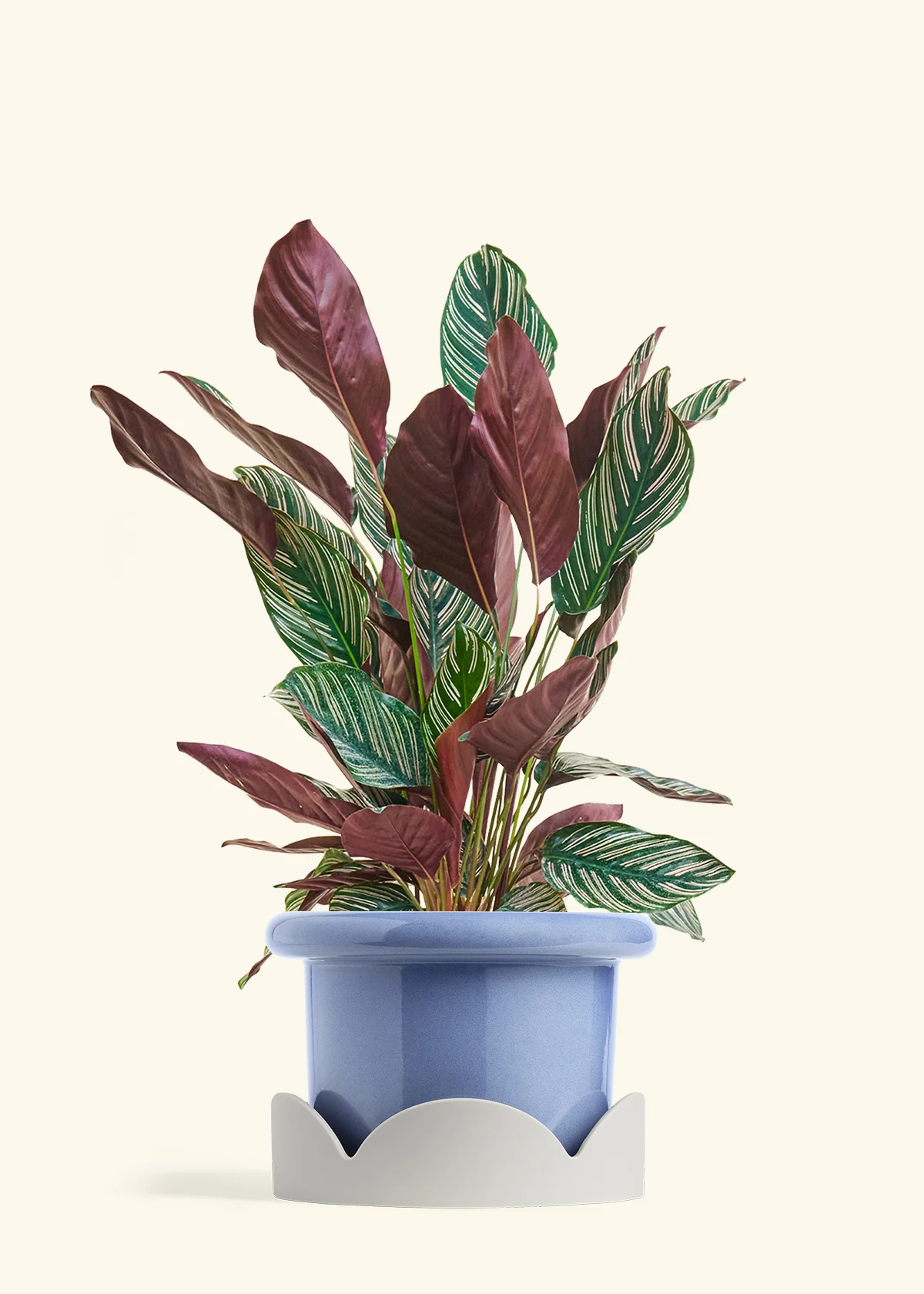 Calathea 'Pinstripe', Large - Image 9