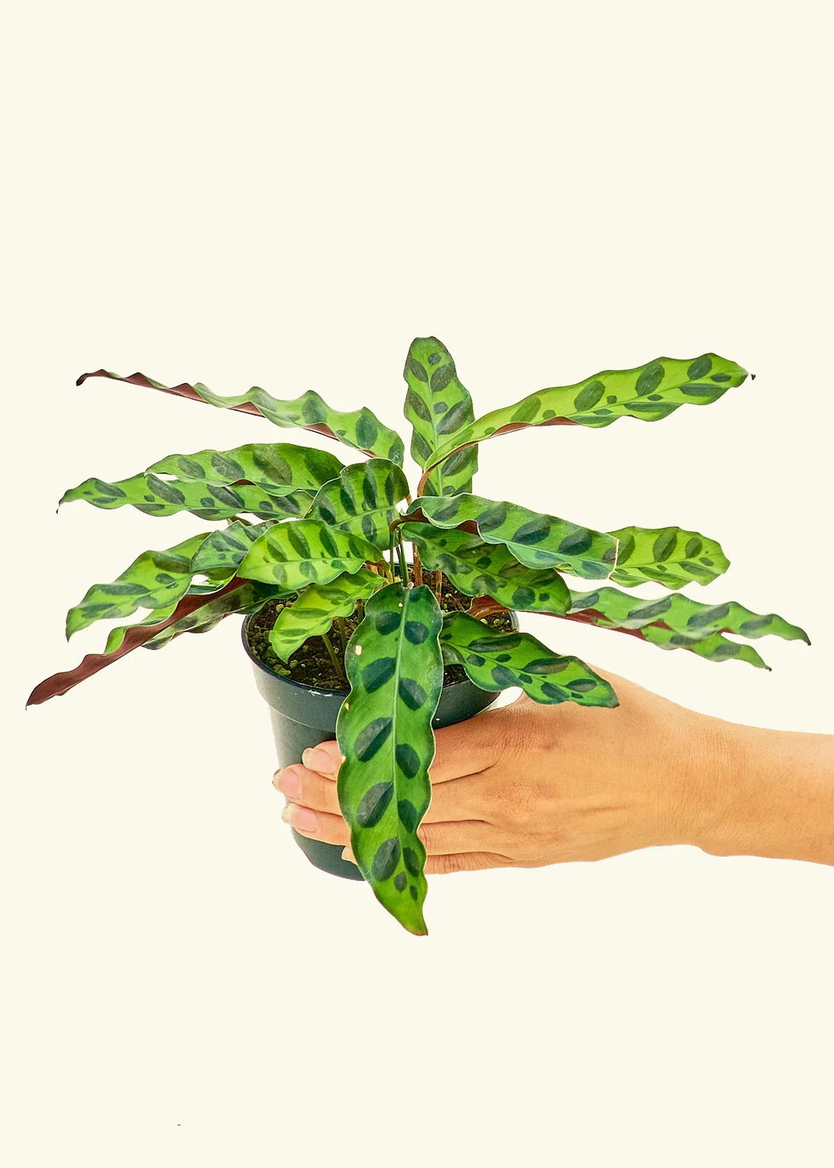 Calathea 'Rattlesnake', Small - Image 3