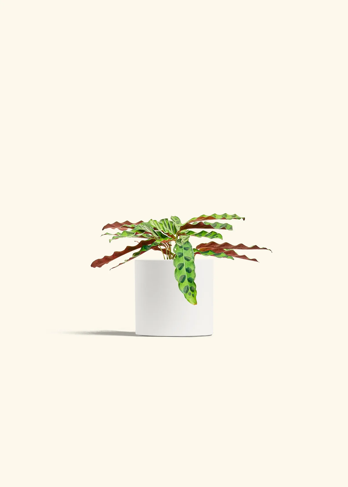 Calathea 'Rattlesnake', Small - Image 4