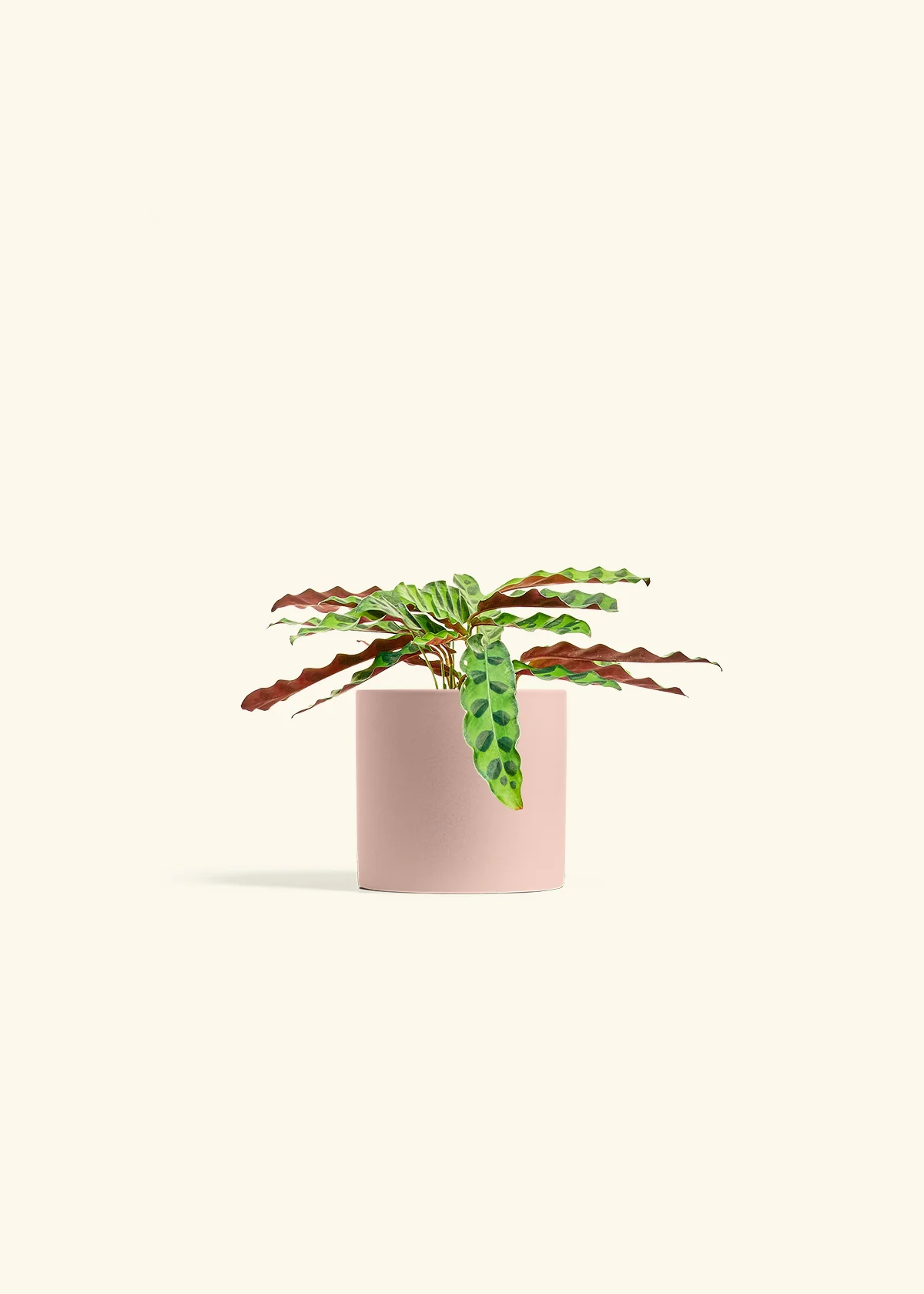Calathea 'Rattlesnake', Small - Image 5