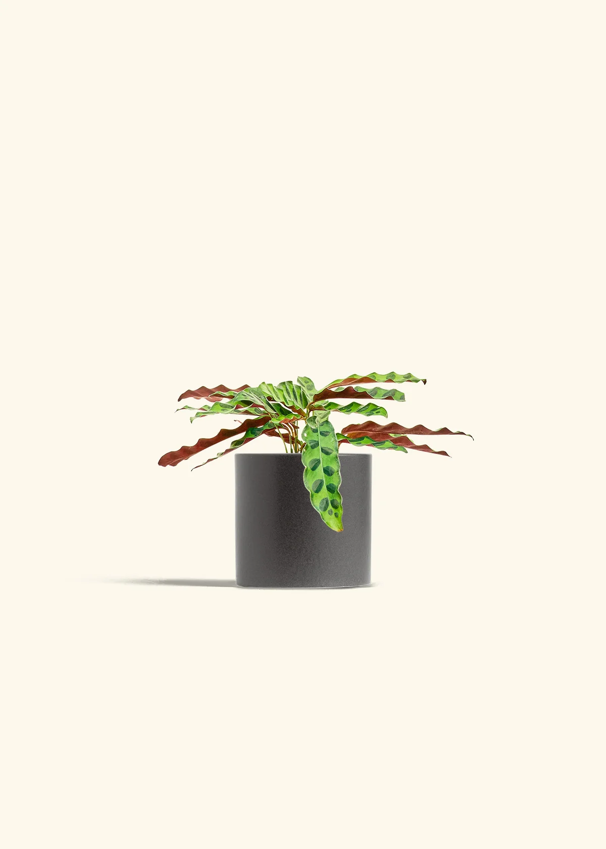 Calathea 'Rattlesnake', Small - Image 6