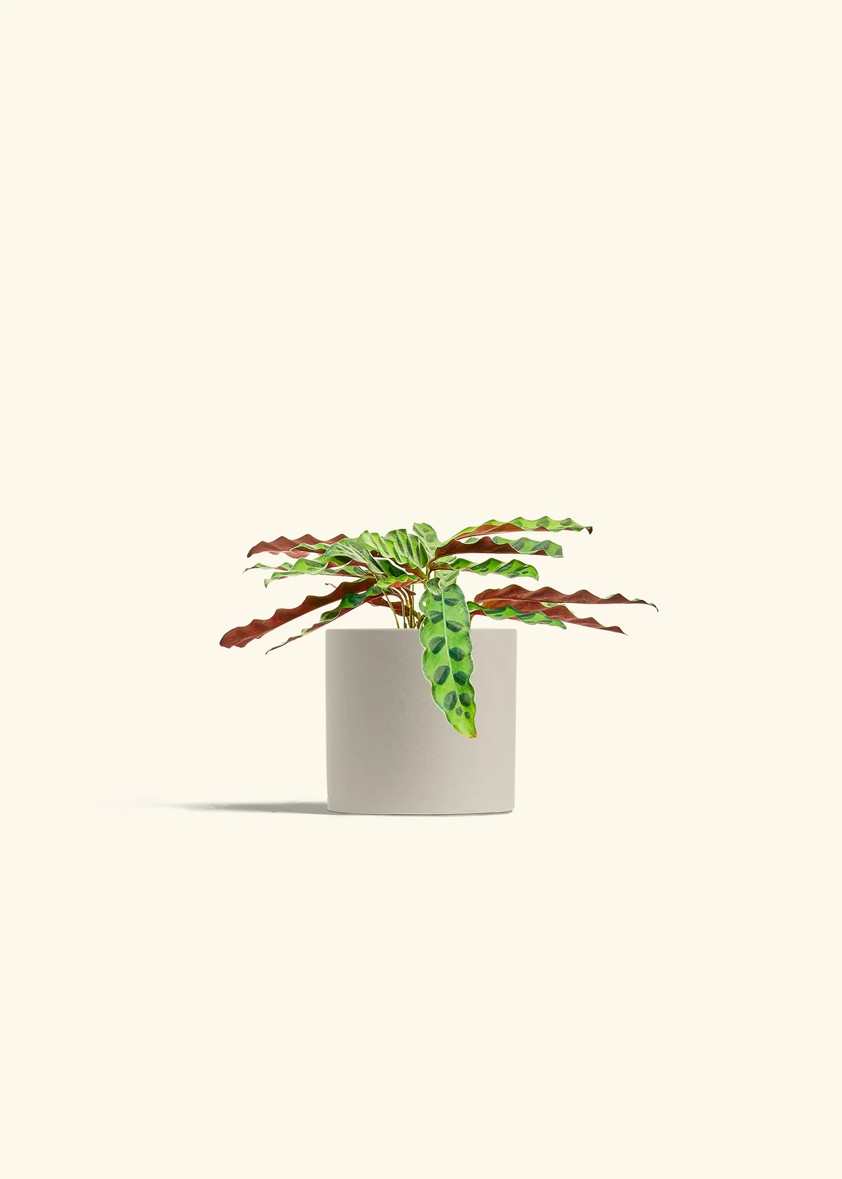 Calathea 'Rattlesnake', Small - Image 7