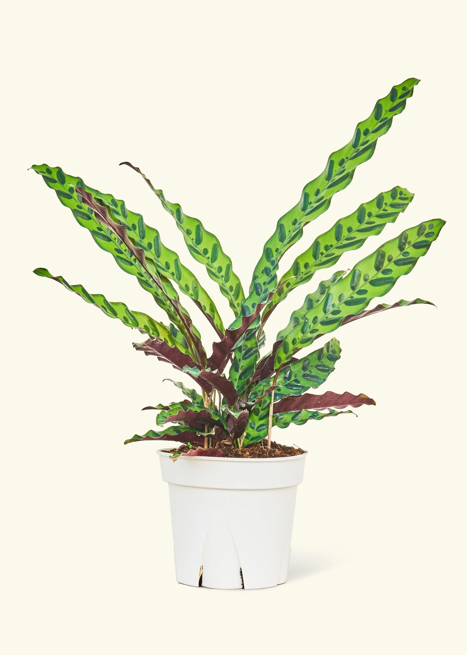 Calathea 'Rattlesnake', Large
