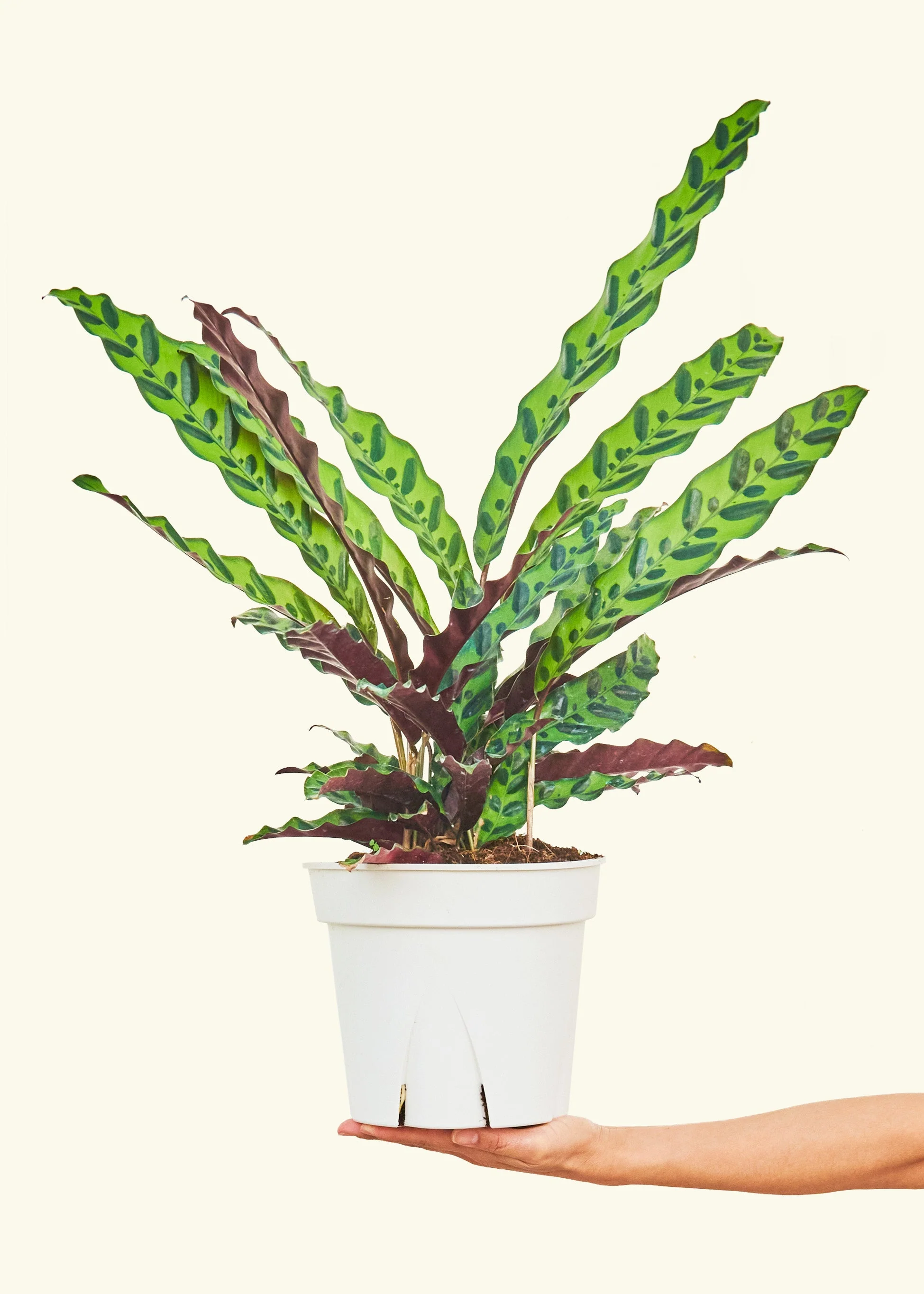 Calathea 'Rattlesnake', Large - Image 2