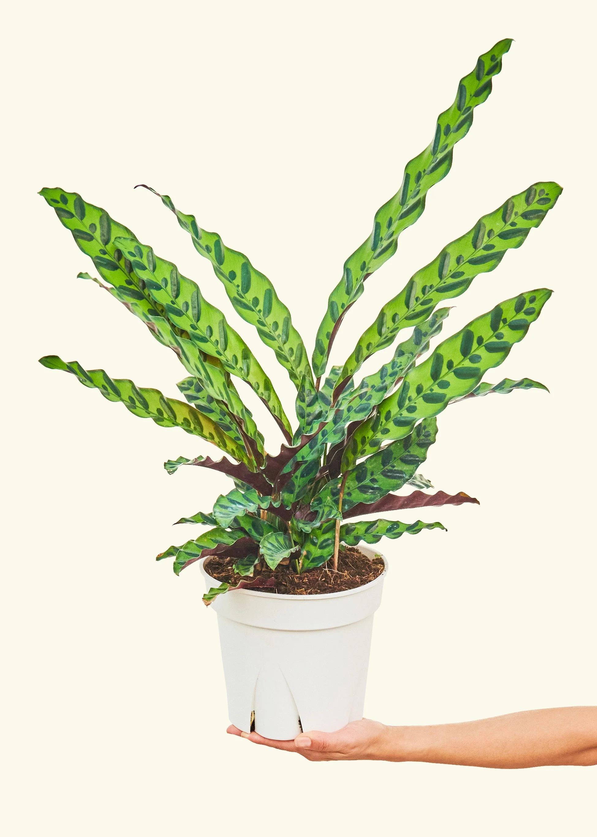 Calathea 'Rattlesnake', Large - Image 3