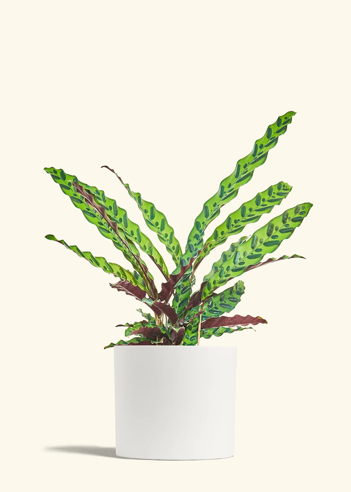Calathea 'Rattlesnake', Large - Image 4