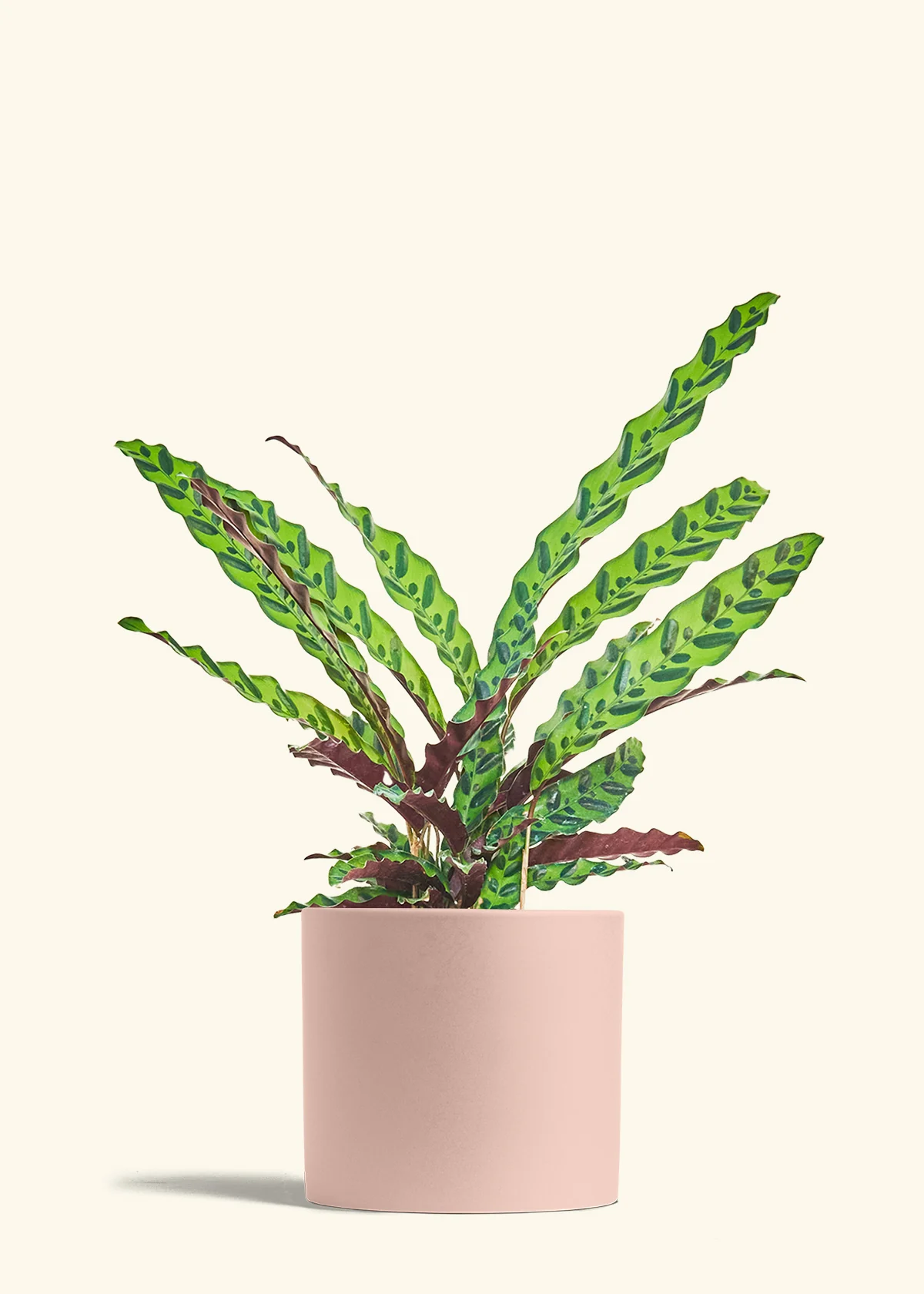 Calathea 'Rattlesnake', Large - Image 5