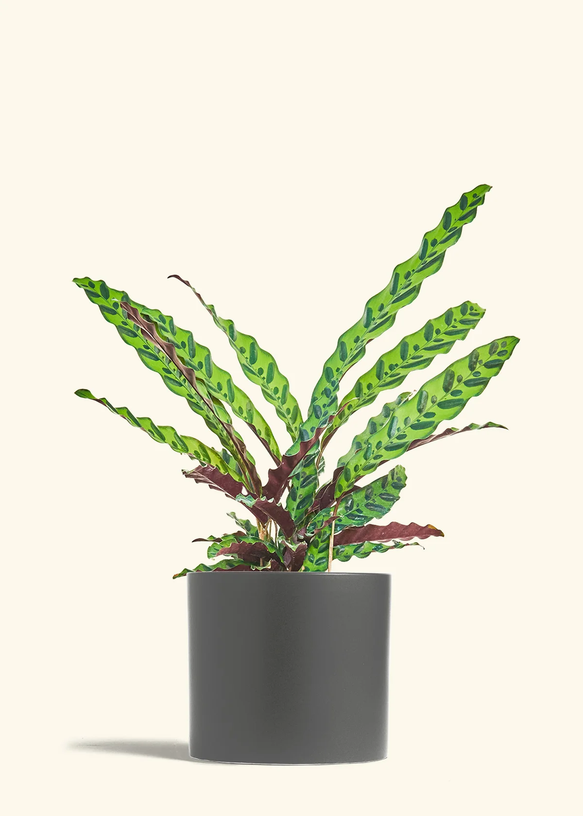 Calathea 'Rattlesnake', Large - Image 6
