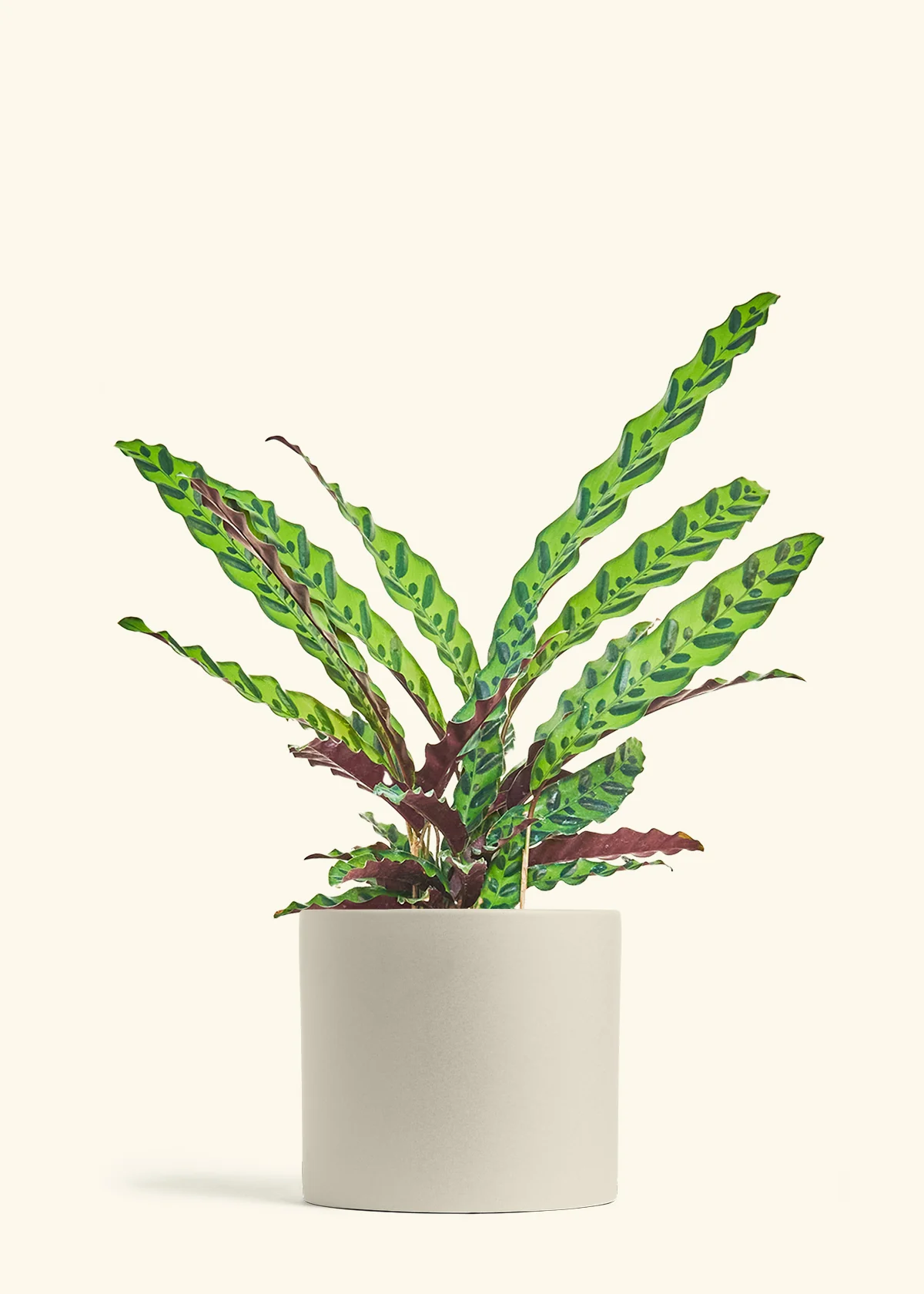 Calathea 'Rattlesnake', Large - Image 7