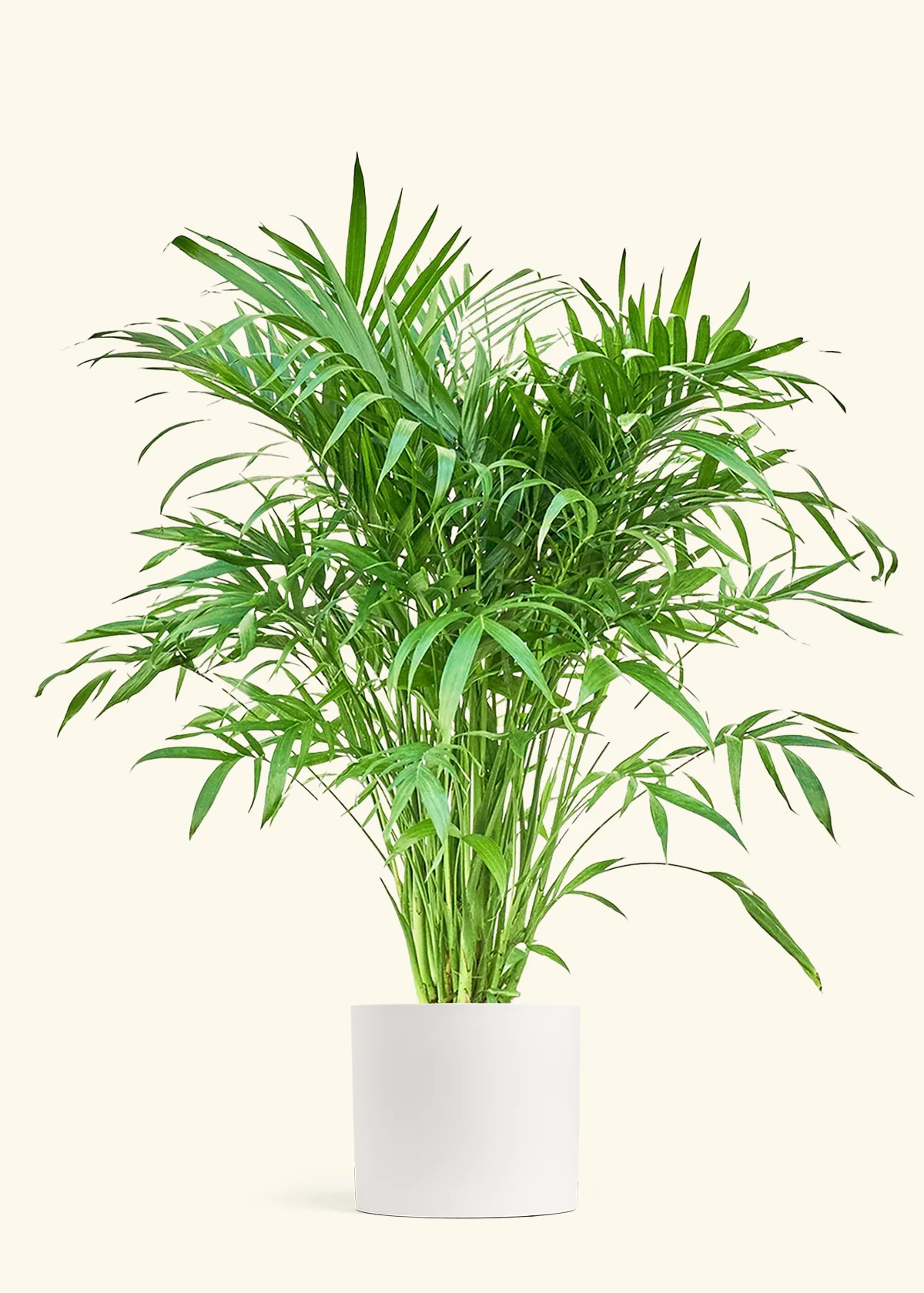 Cat Palm, XL - Image 3