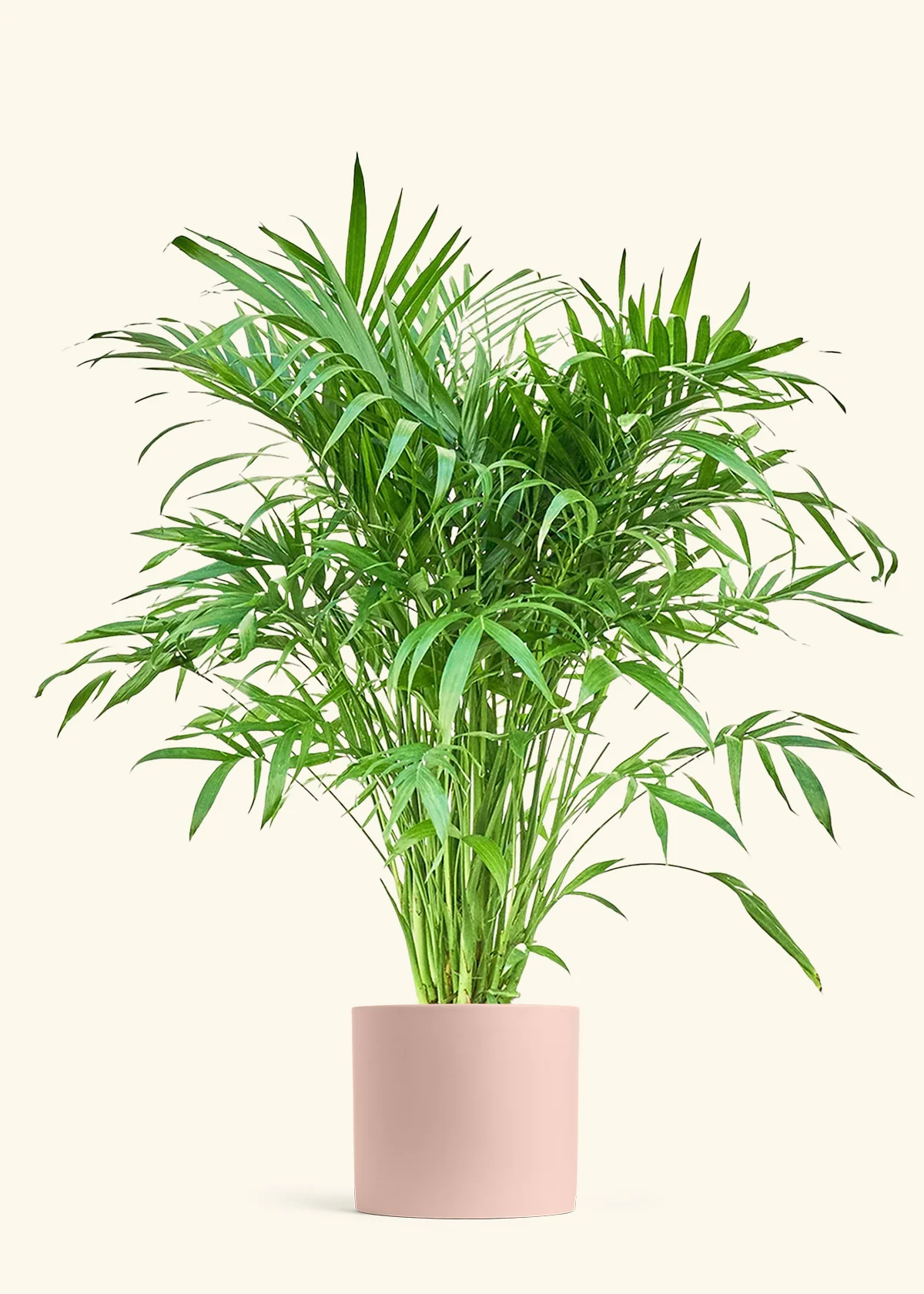 Cat Palm, XL - Image 4