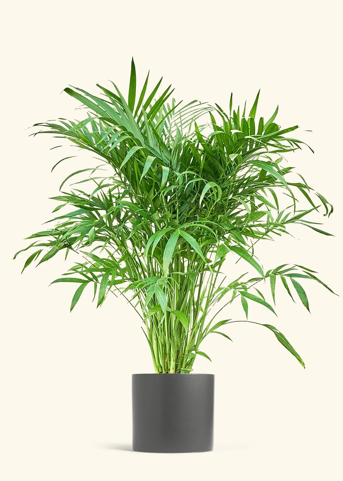 Cat Palm, XL - Image 5